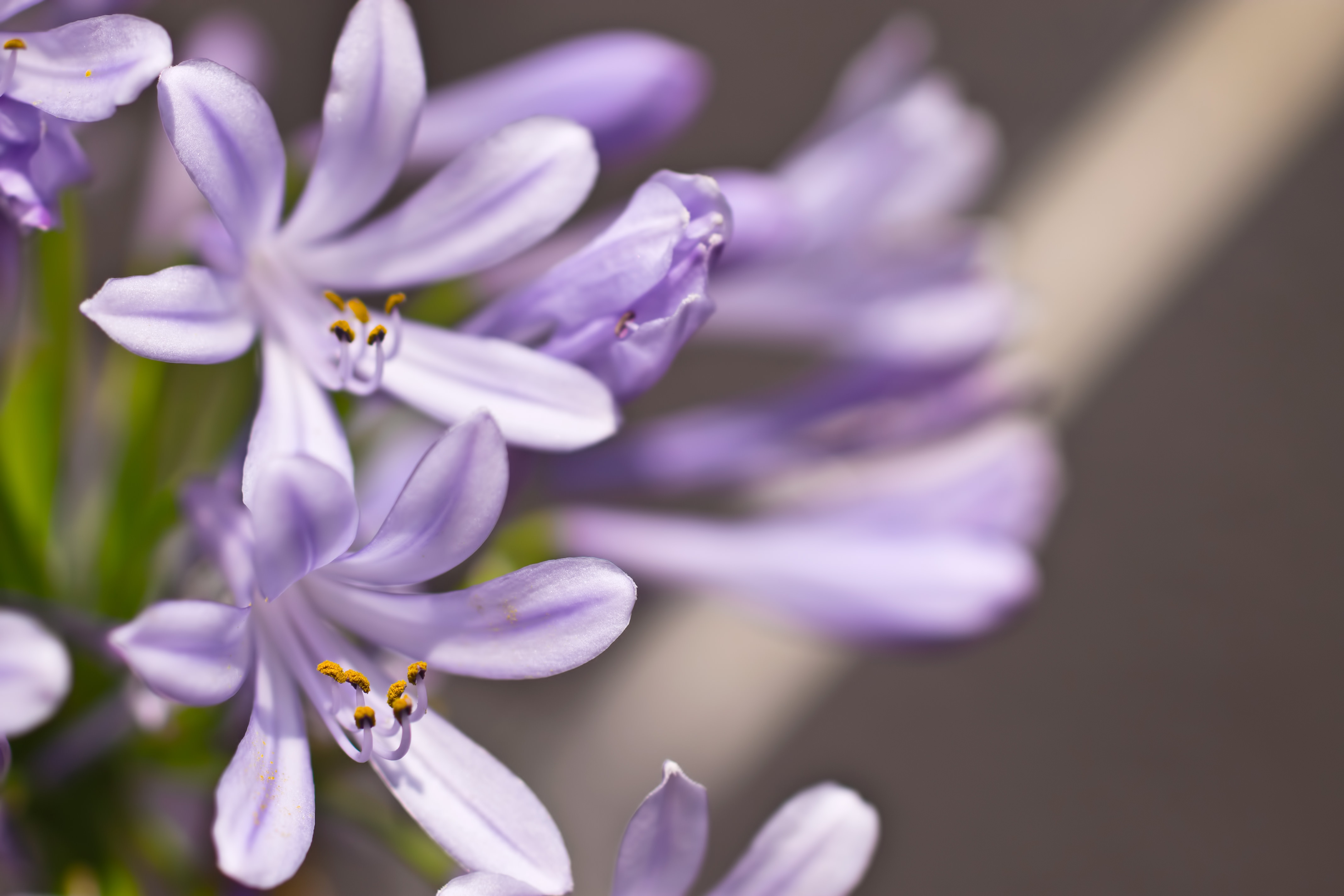 薄紫の花の写真を無料ダウンロード フリー素材 ぱくたそ 薄紫の花の写真を無料ダウンロード フリー素材 ぱくたそ