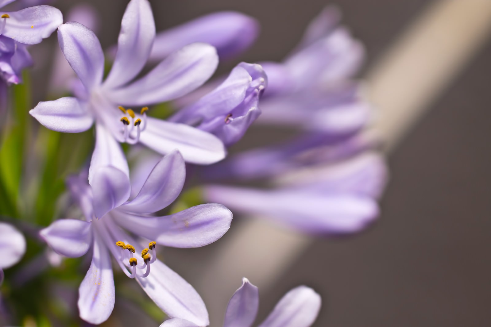 薄紫の花の写真素材 ぱくたそ