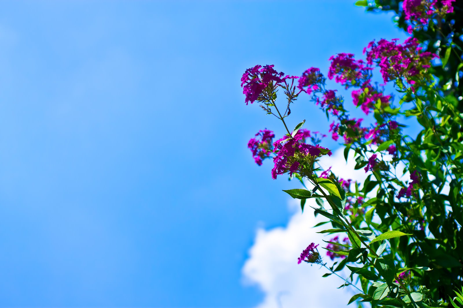 「真夏の青空と紫の花 | フリー素材のぱくたそ」の写真