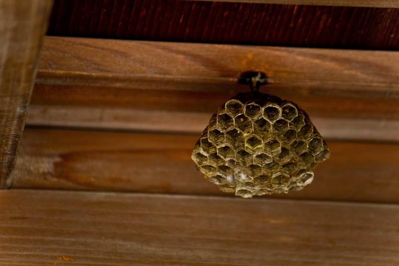 小さい蜂の巣の写真を無料ダウンロード フリー素材 ぱくたそ