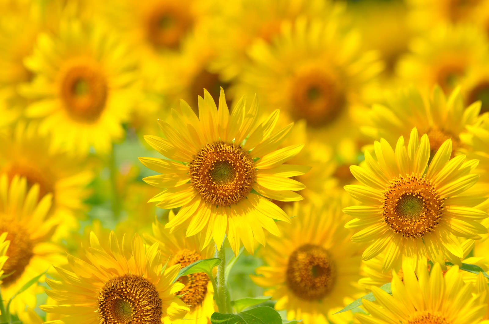 ベスト50 ひまわり 背景 最高の花の画像