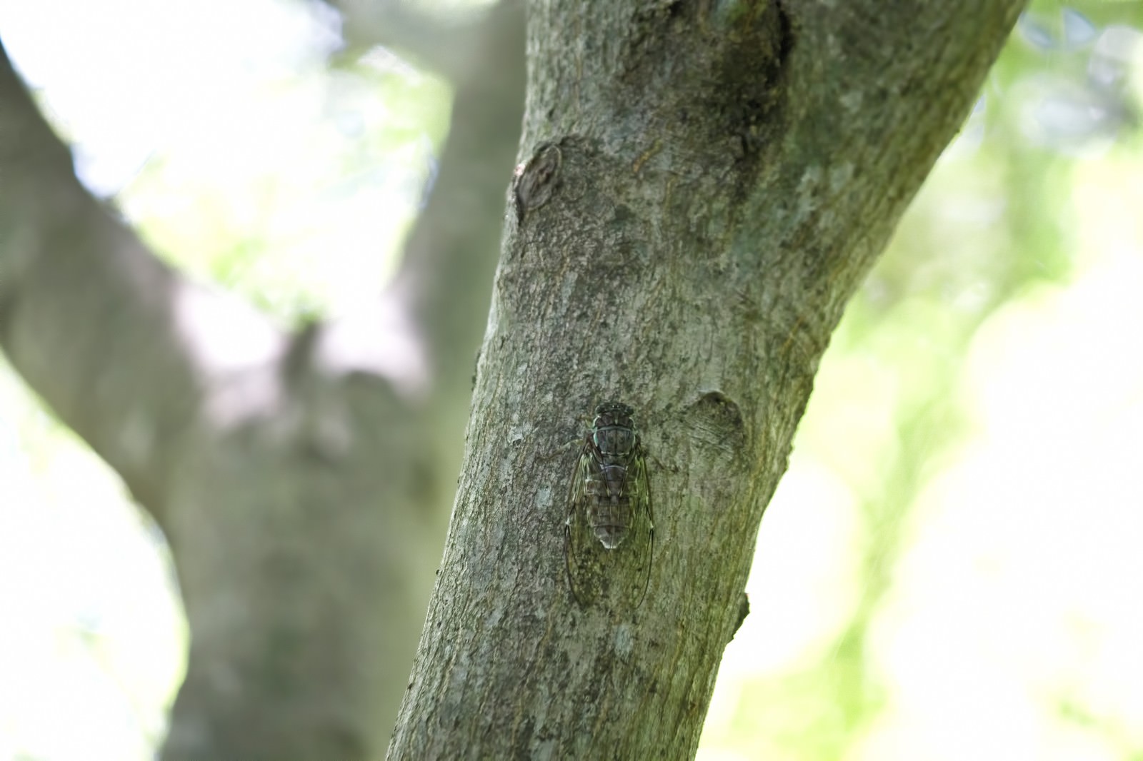 木にとまるヒグラシの写真 画像 を無料ダウンロード フリー素材のぱくたそ 木にとまるヒグラシの写真 画像 を無料ダウンロード フリー素材のぱくたそ