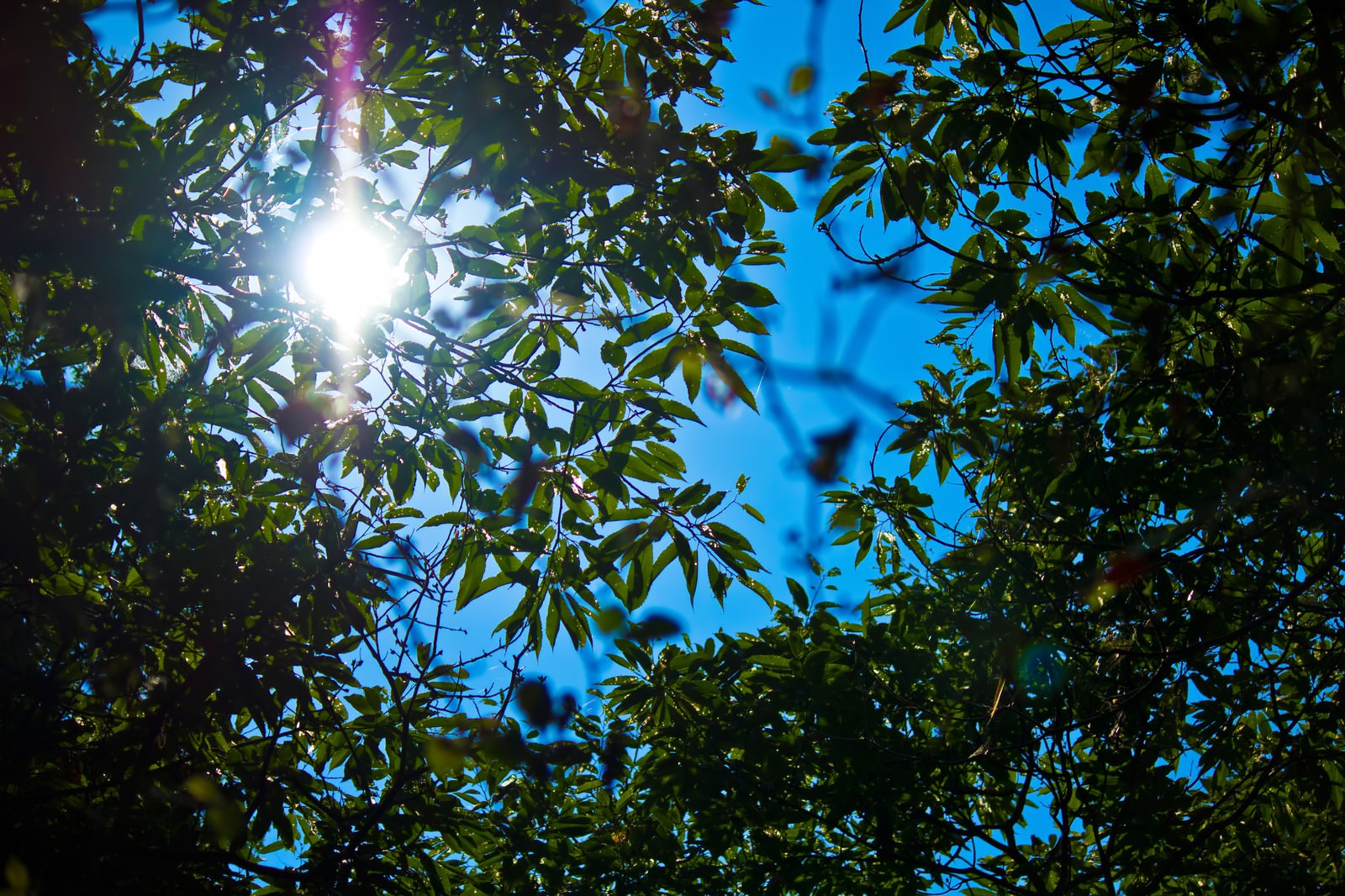 「真夏の木漏れ日真夏の木漏れ日」のフリー写真素材を拡大
