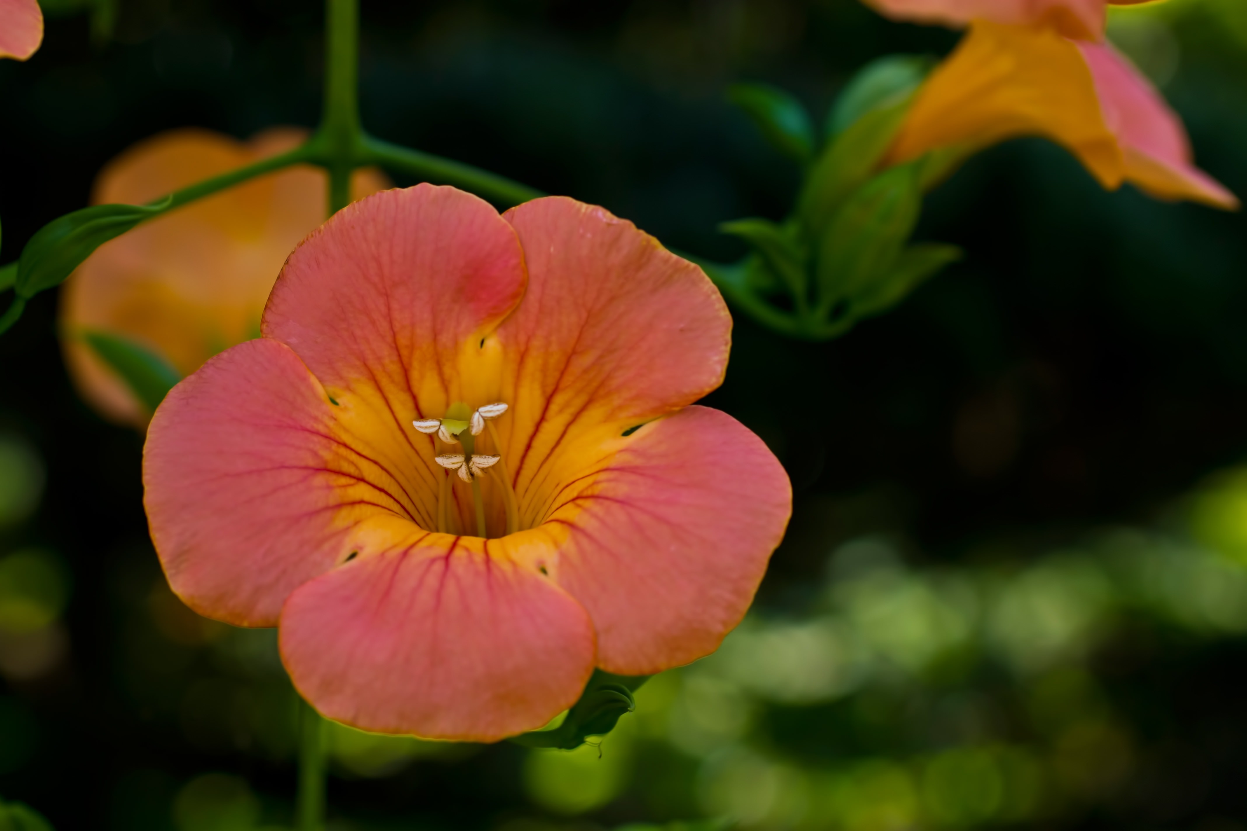 ノウゼンカズラの花の写真素材 ぱくたそ