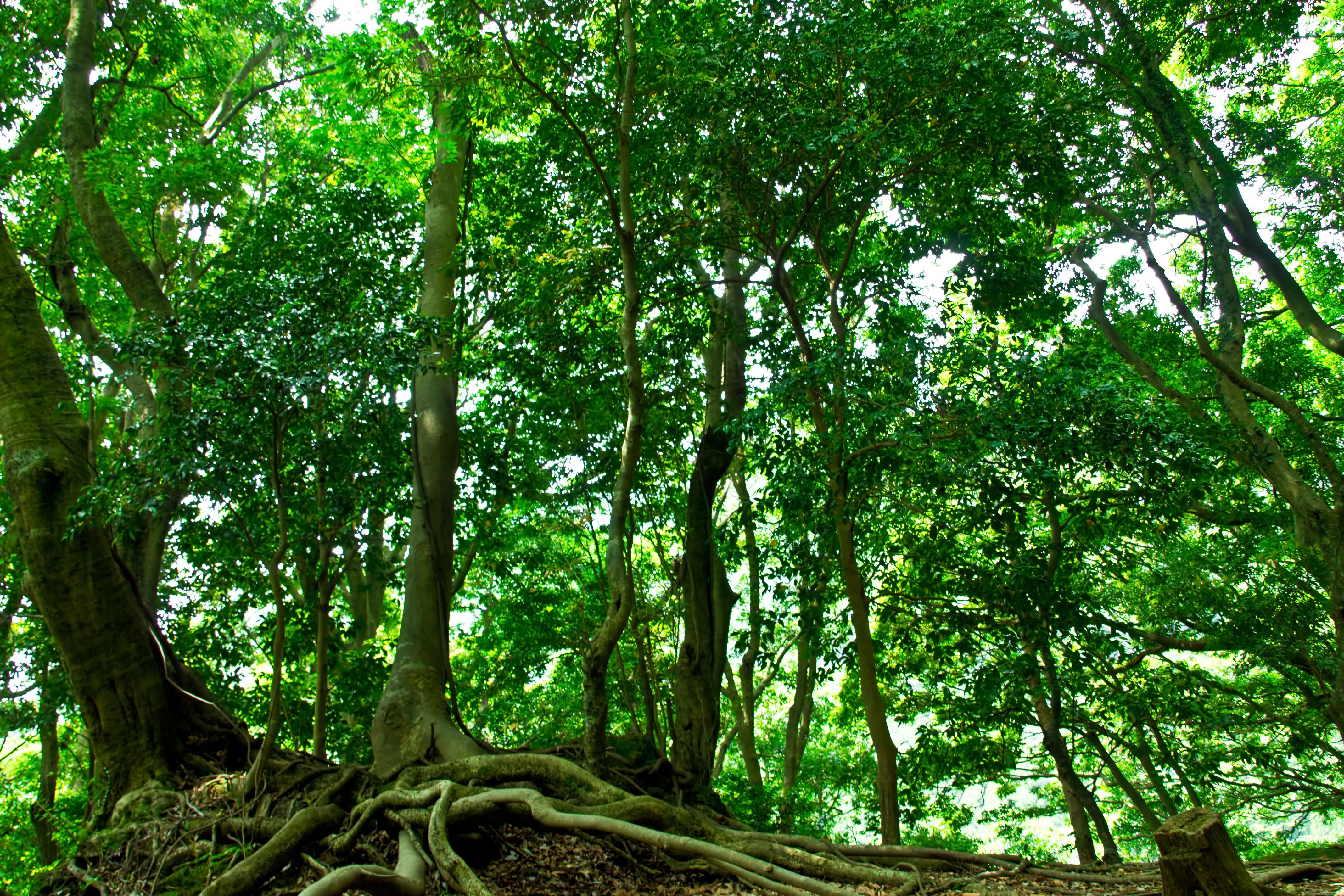 山林の木々の写真素材 ぱくたそ