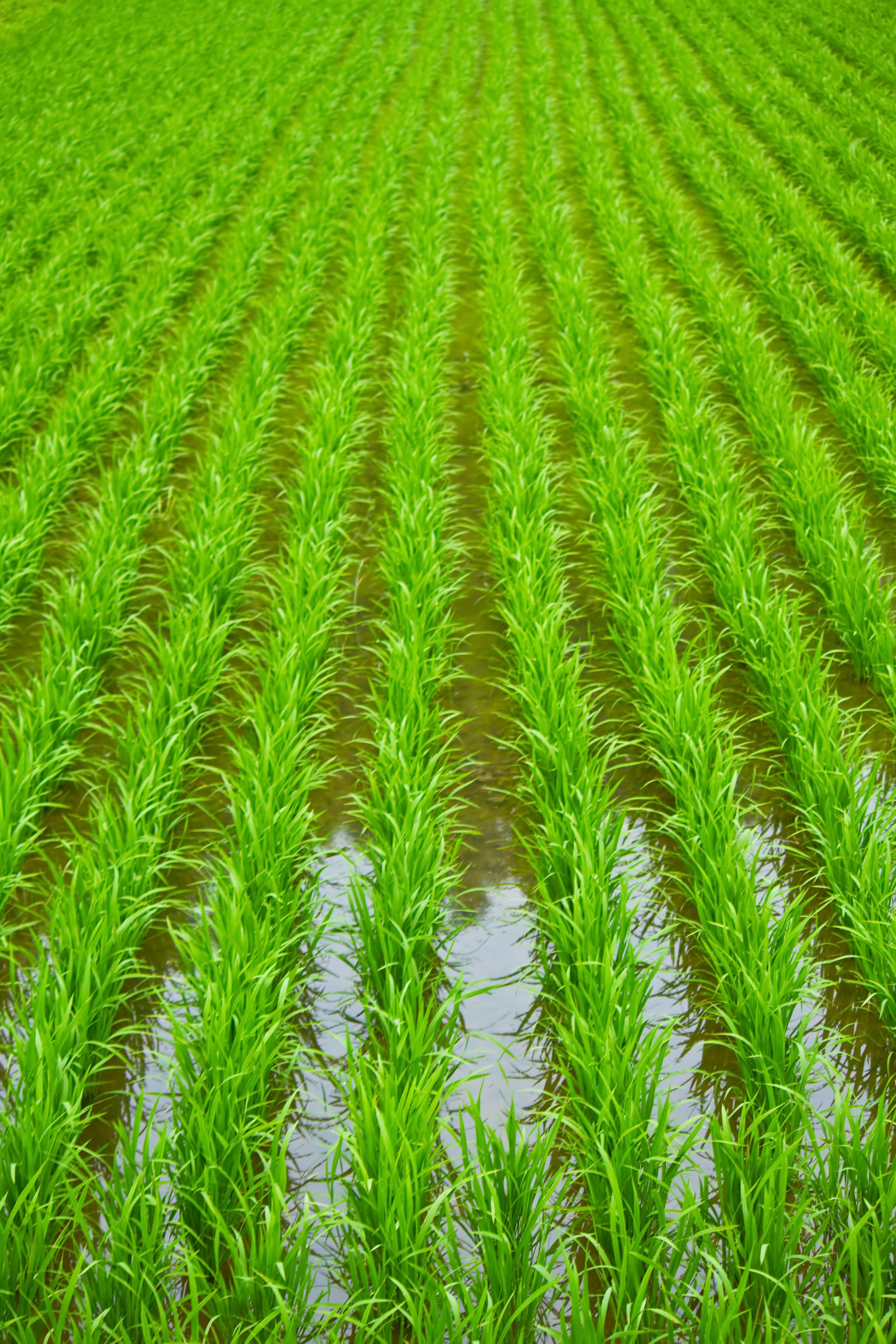 田植えされた田んぼの写真を無料ダウンロード フリー素材 ぱくたそ 田植えされた田んぼの写真を無料ダウンロード フリー素材 ぱくたそ