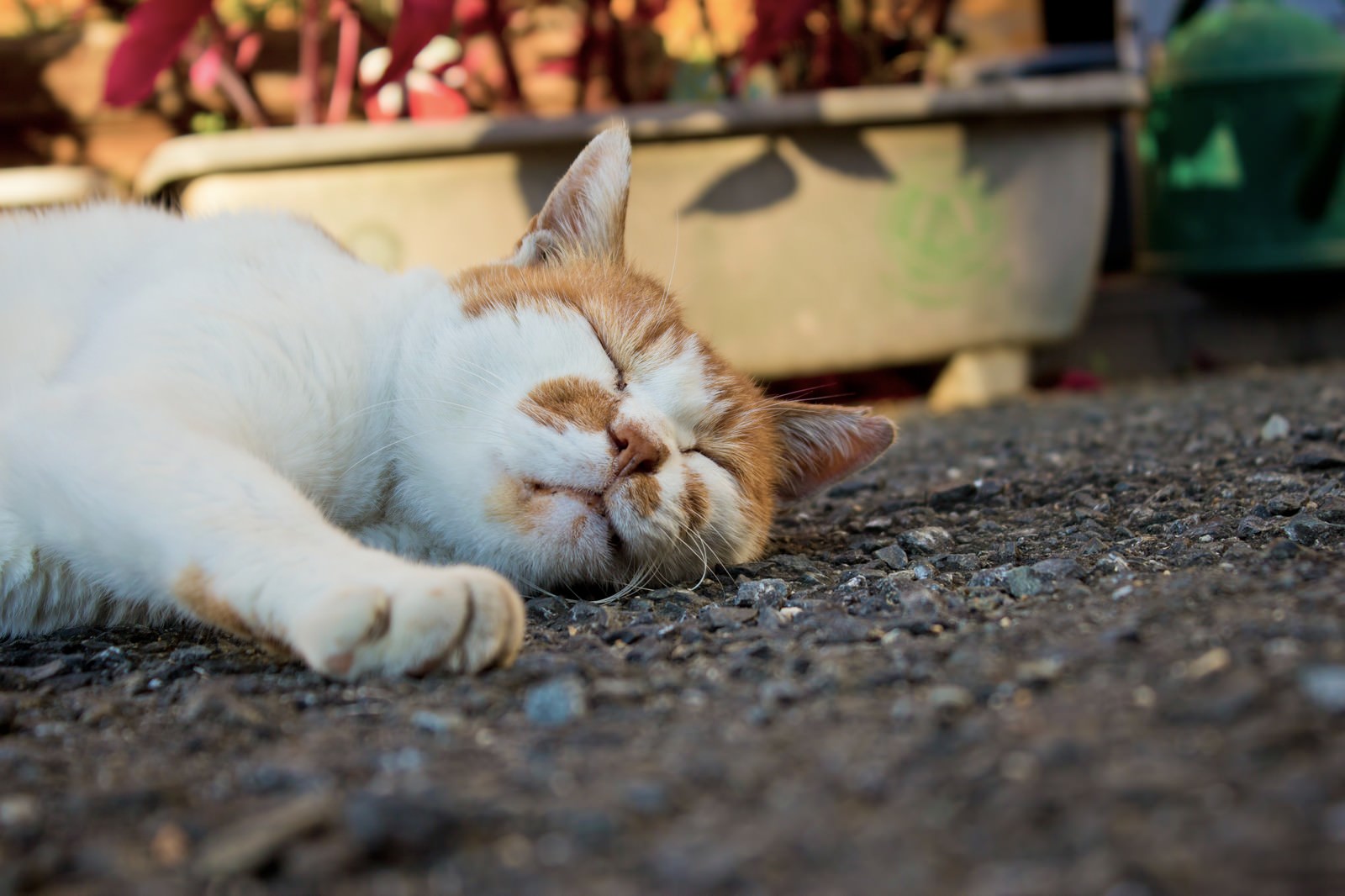 ãã¢ã¹ãã¡ã«ãã§çç¡ä¸­ã®ç«ã