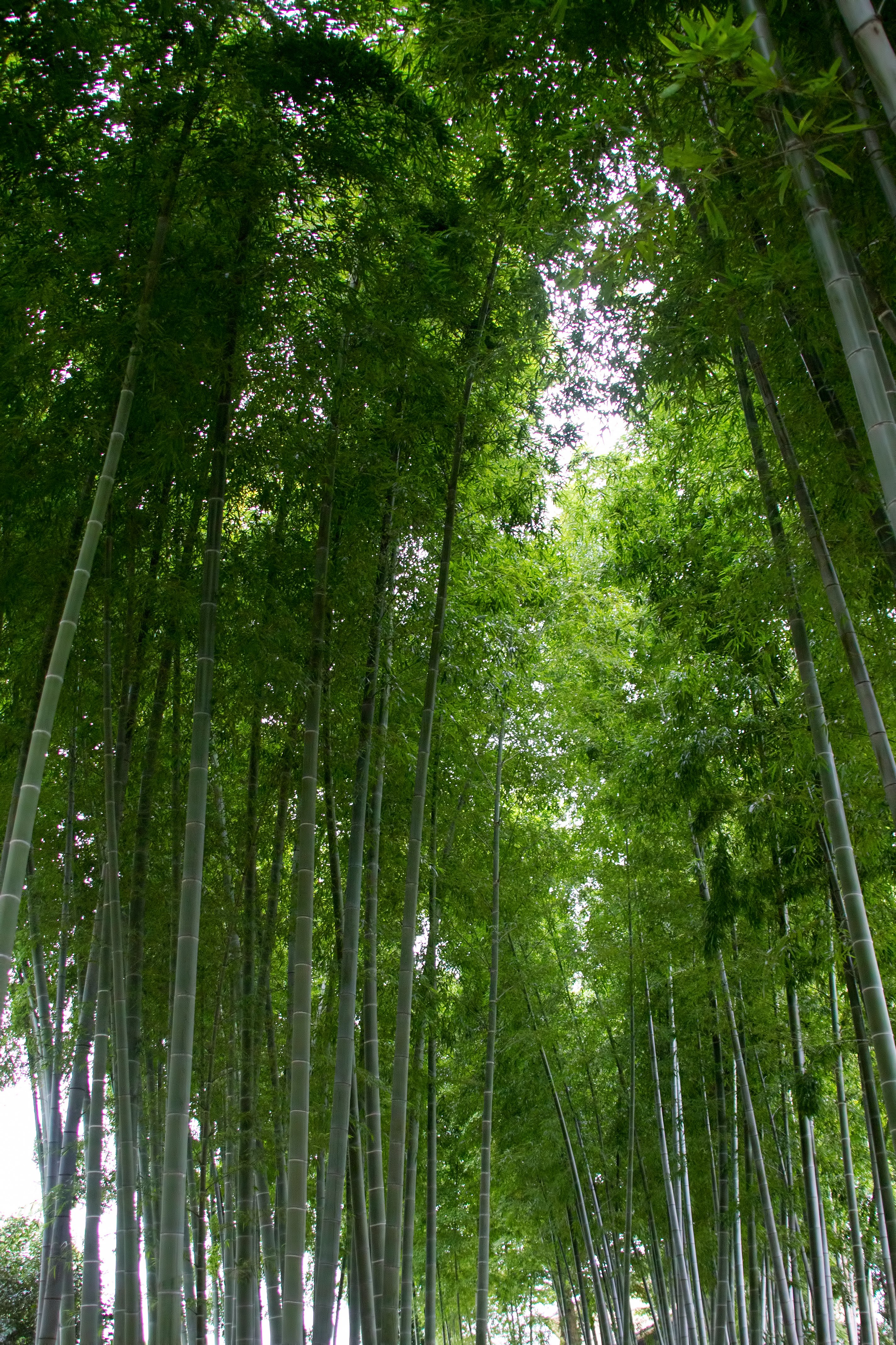 竹林の写真を無料ダウンロード フリー素材 ぱくたそ 竹林の写真を無料ダウンロード フリー素材 ぱくたそ