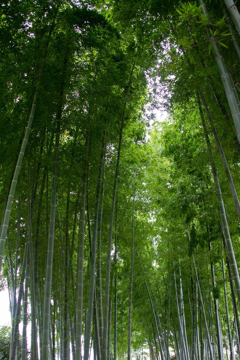 「竹林 | フリー素材のぱくたそ」の写真