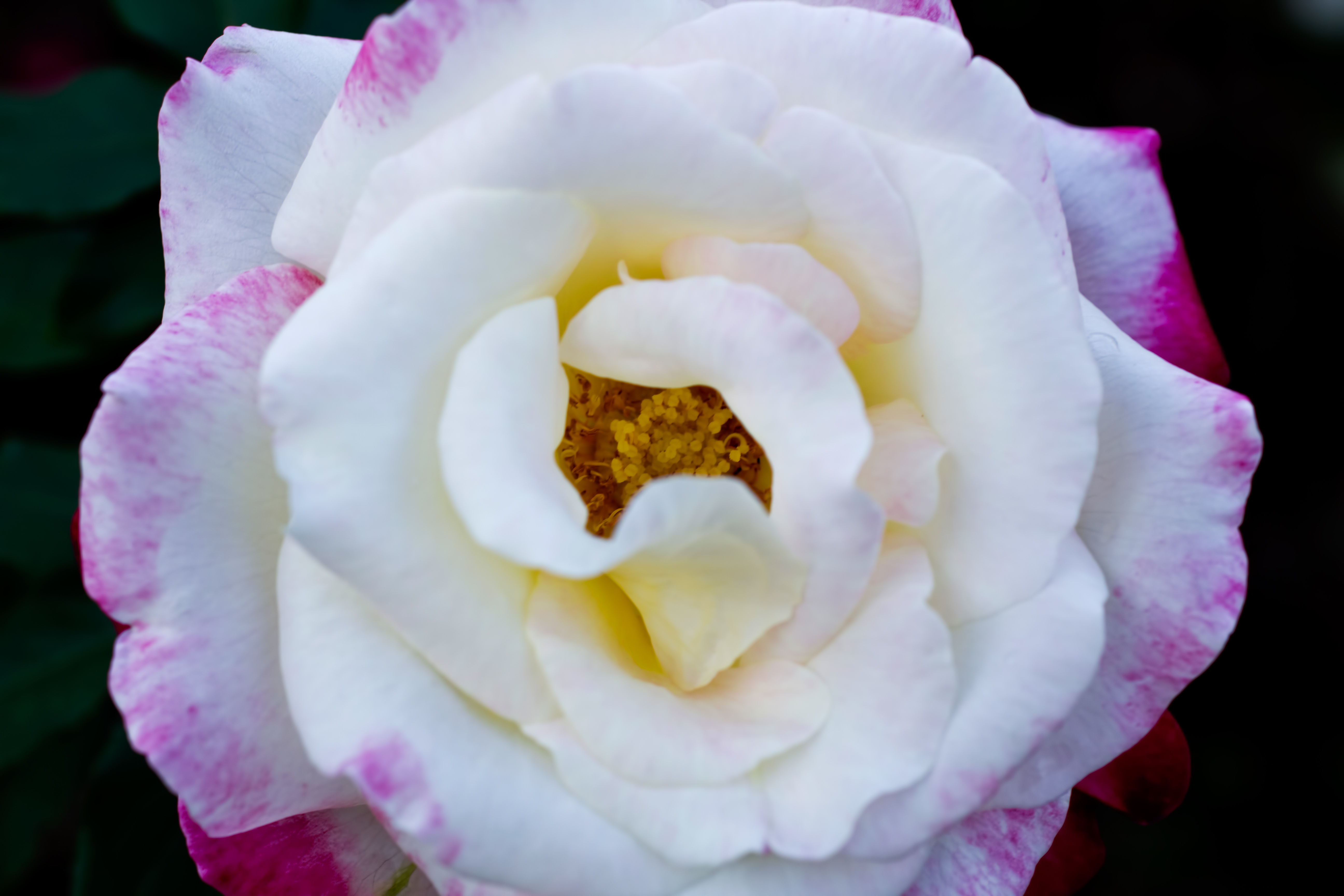 フラグラントクラウド 薔薇 の写真素材 ぱくたそ