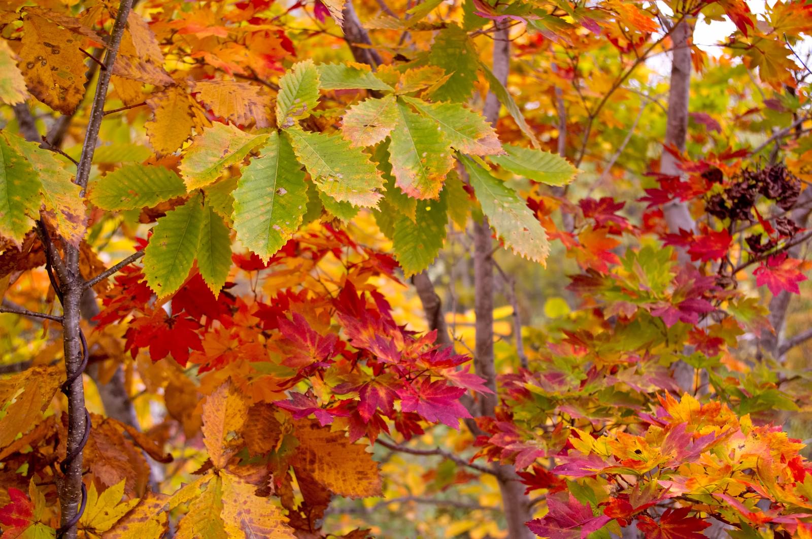 黄葉した木々の写真素材 ぱくたそ