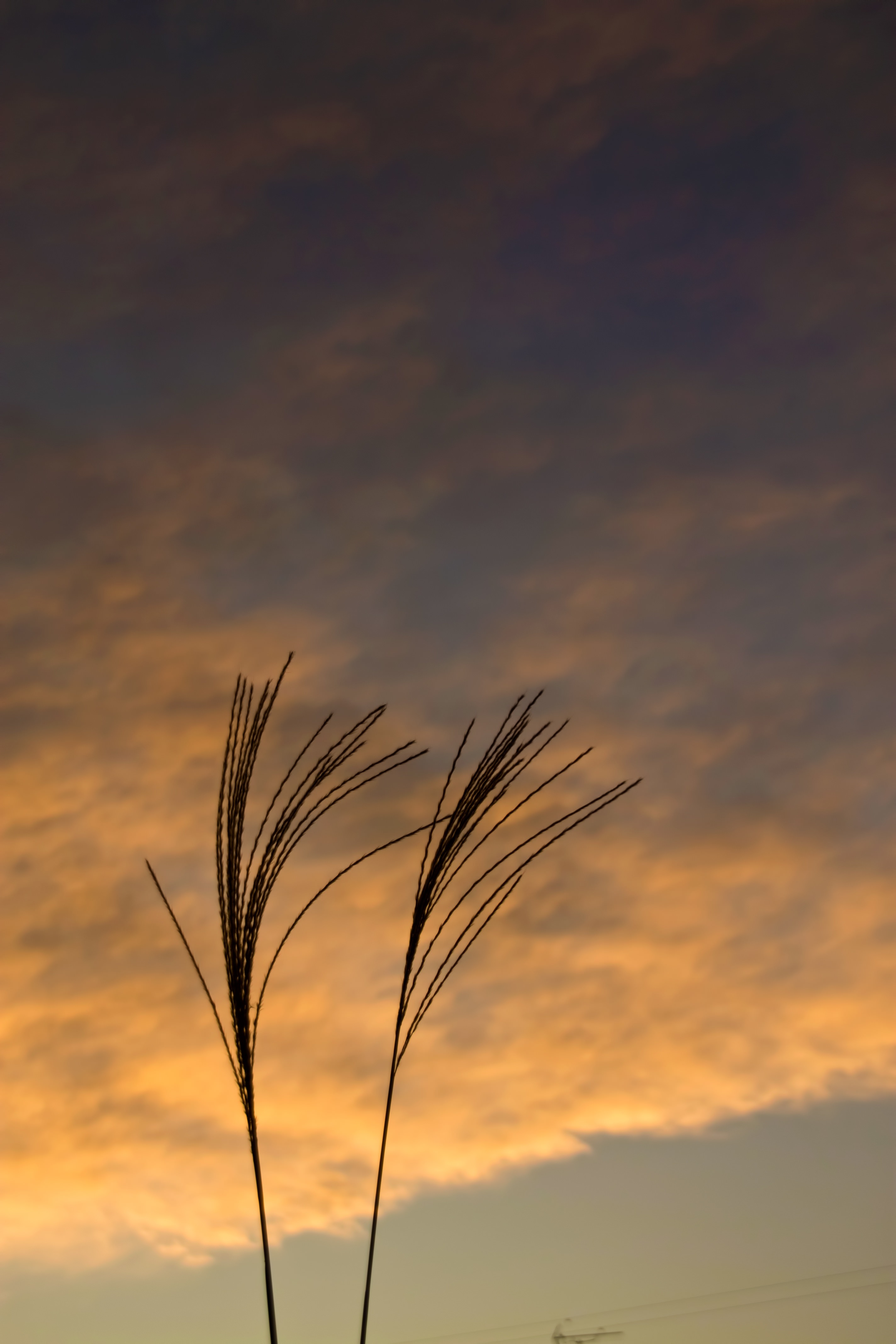 すすきと夕暮れの写真を無料ダウンロード フリー素材 ぱくたそ すすきと夕暮れの写真を無料ダウンロード フリー素材 ぱくたそ