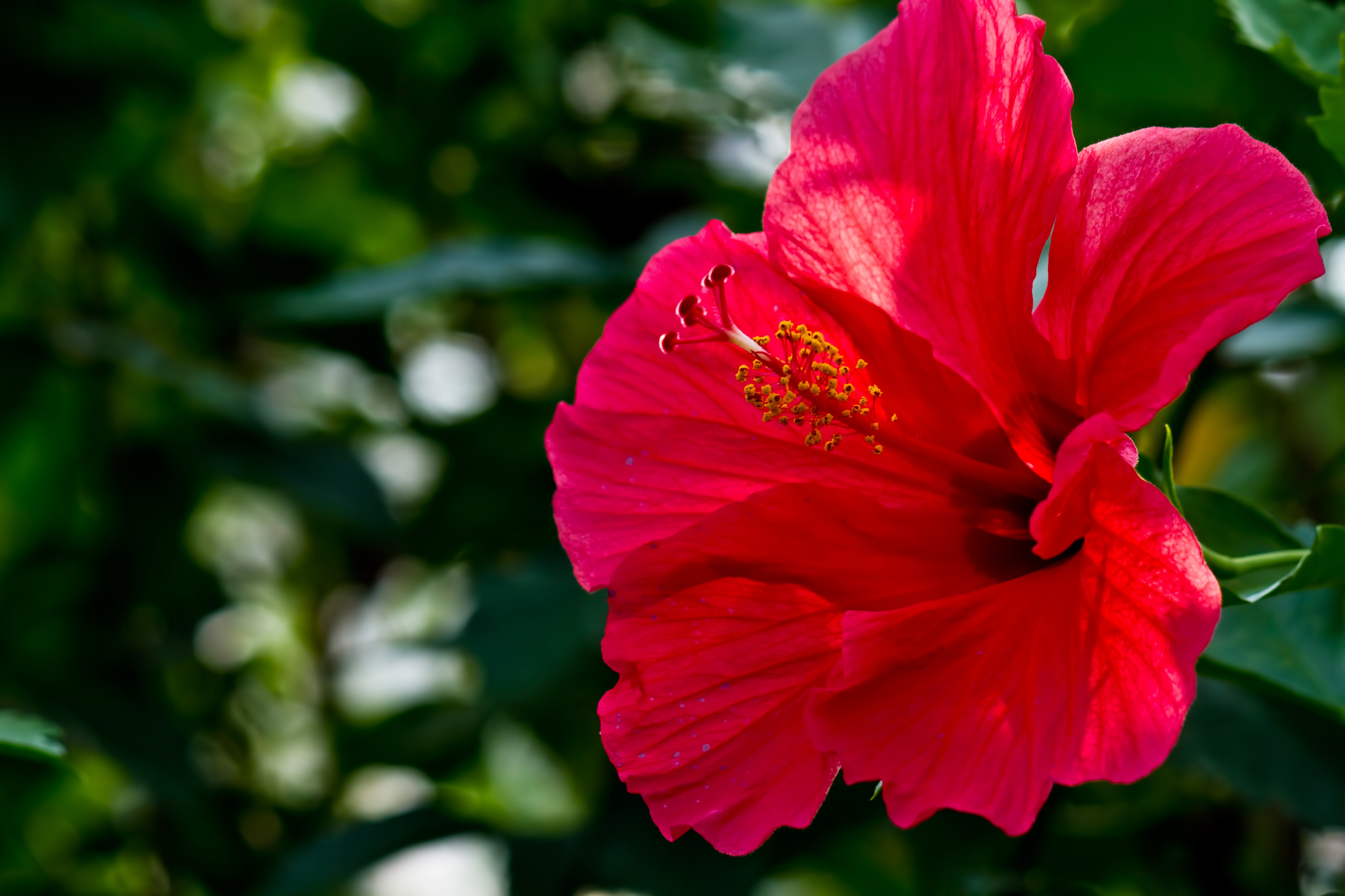 赤いハイビスカスの花の写真 画像 を無料ダウンロード フリー素材のぱくたそ