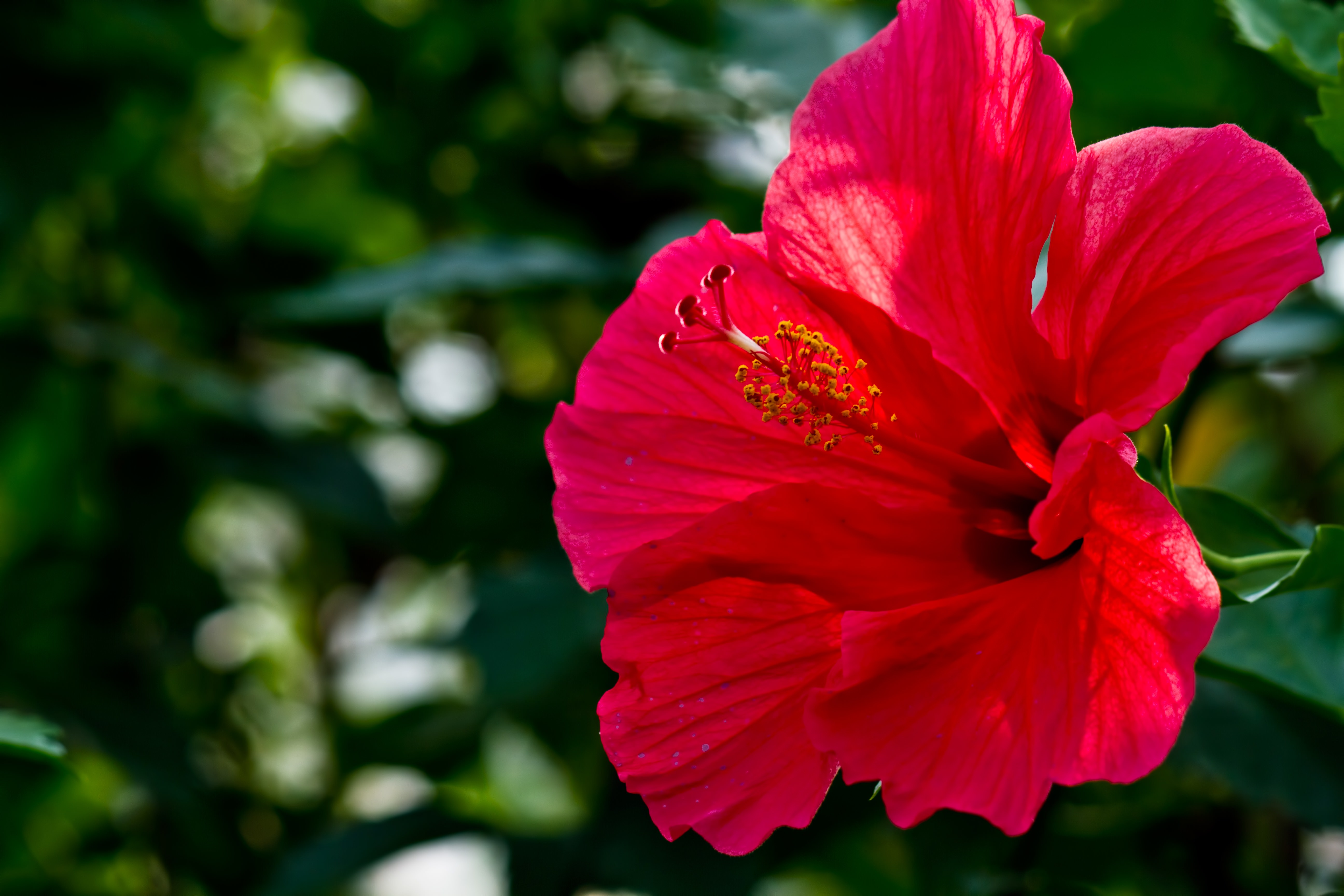 赤いハイビスカスの花の写真素材 ぱくたそ