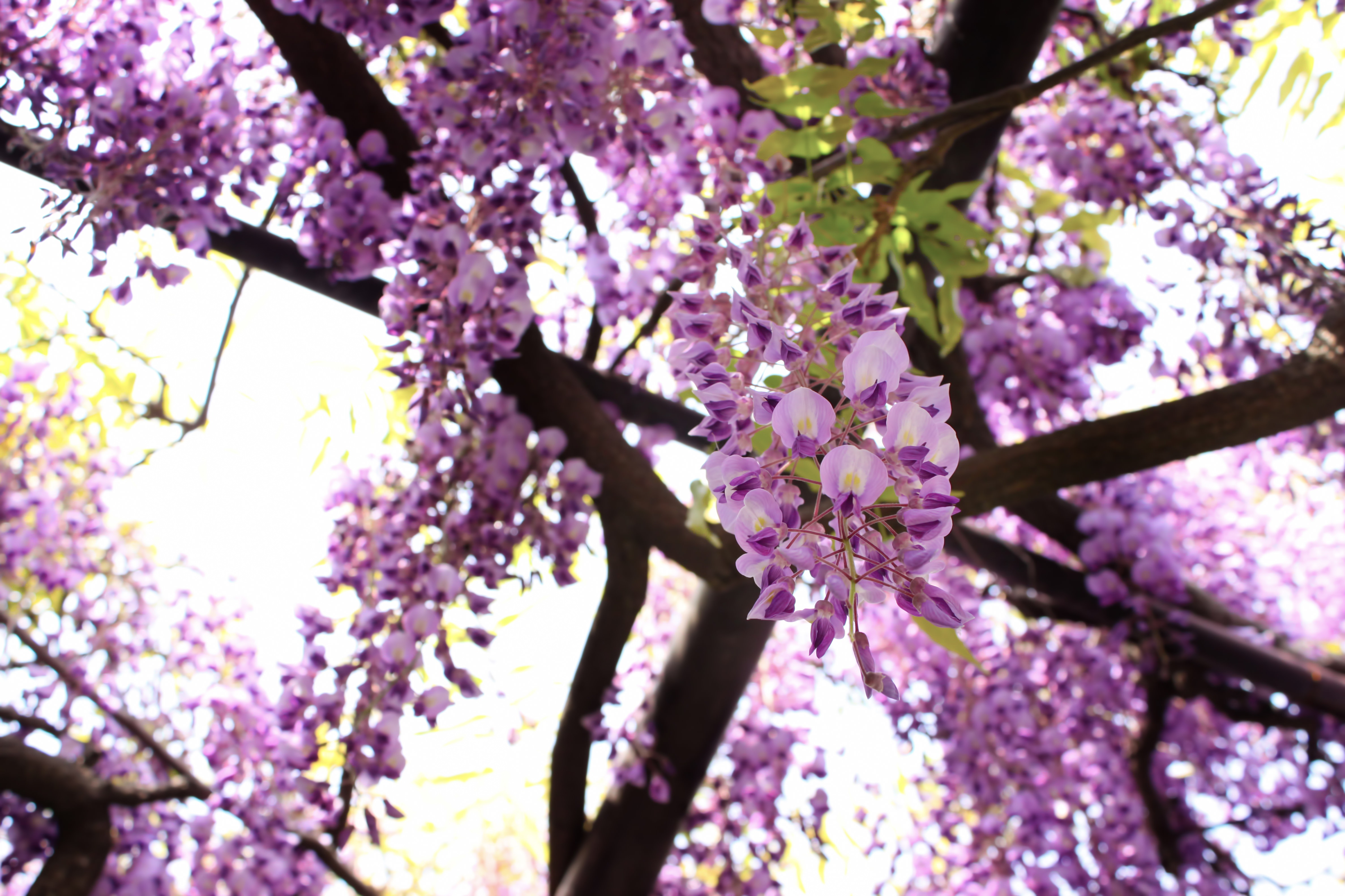 藤の花の写真素材 ぱくたそ