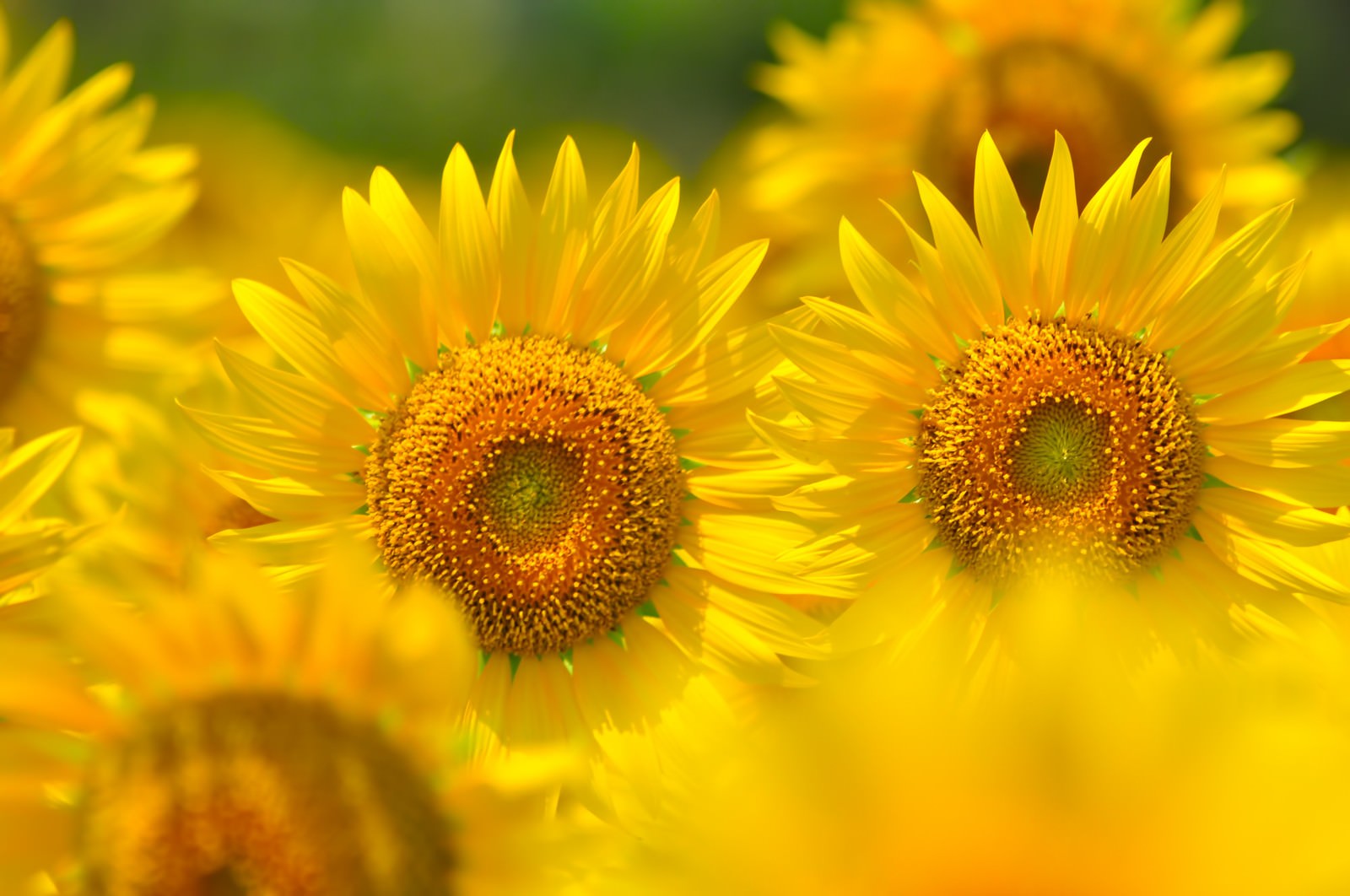 大輪のヒマワリの写真素材 ぱくたそ