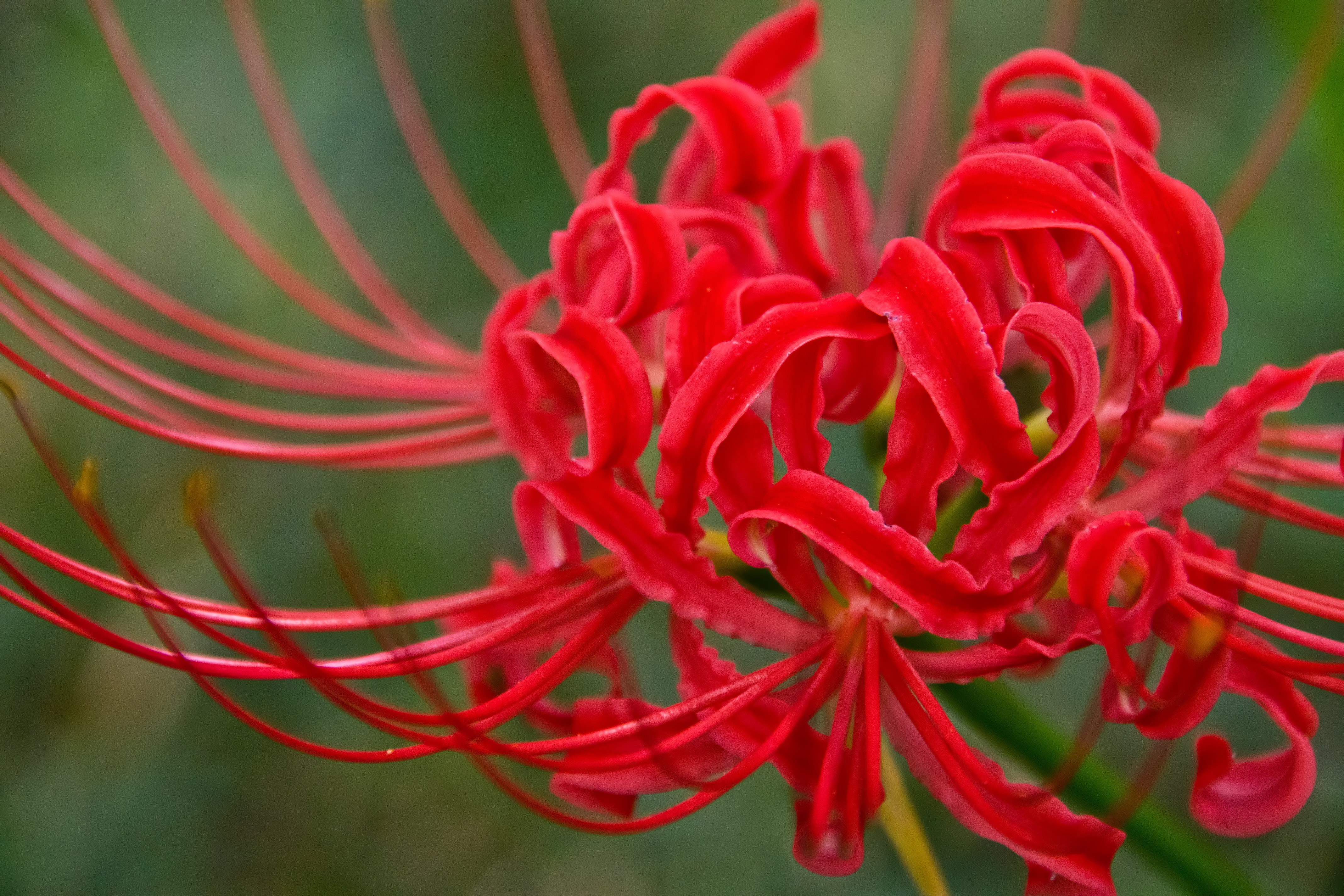 赤い彼岸花の写真素材 ぱくたそ