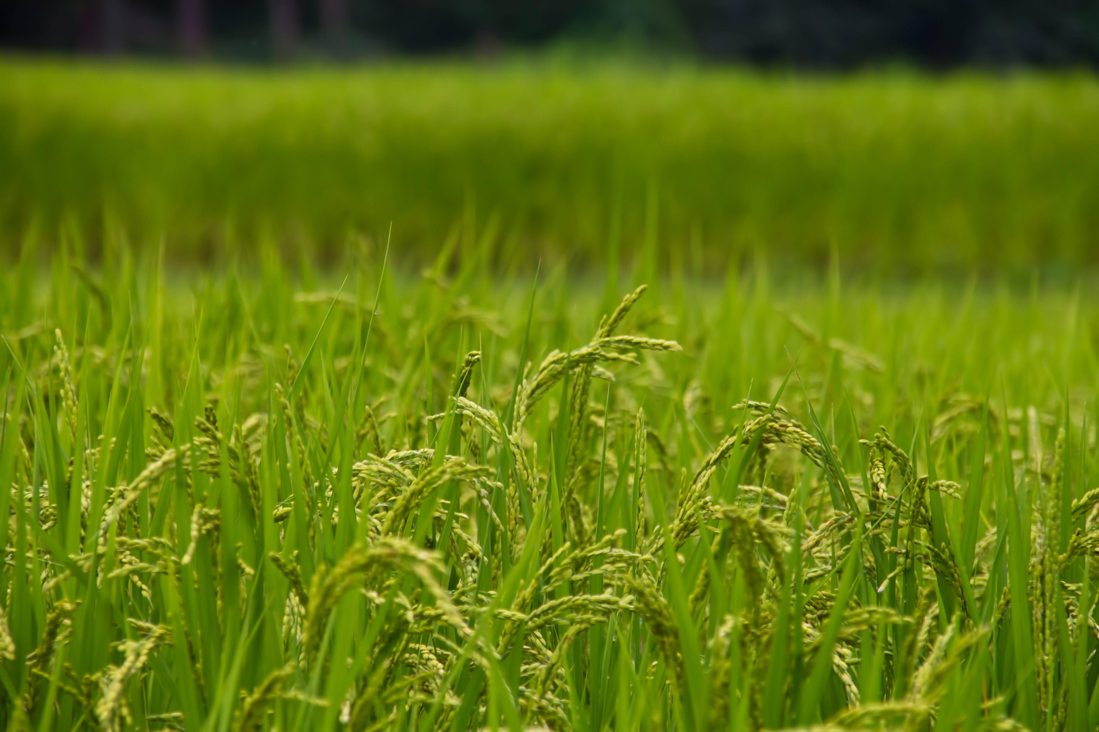 稲穂と田んぼの写真を無料ダウンロード フリー素材 ぱくたそ