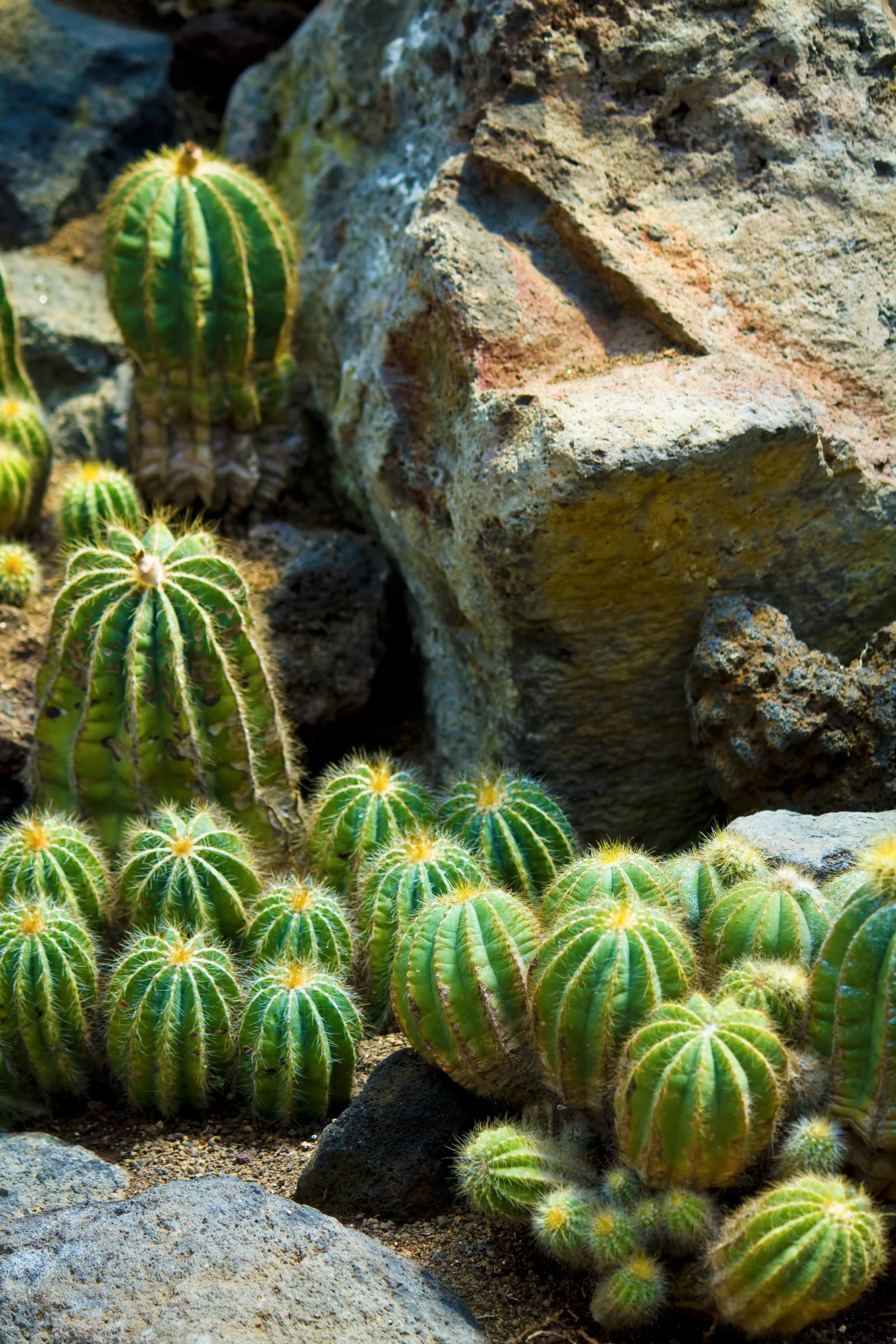 岩場のサボテンの無料の写真素材 - ID.672｜フリー素材 ぱくたそ