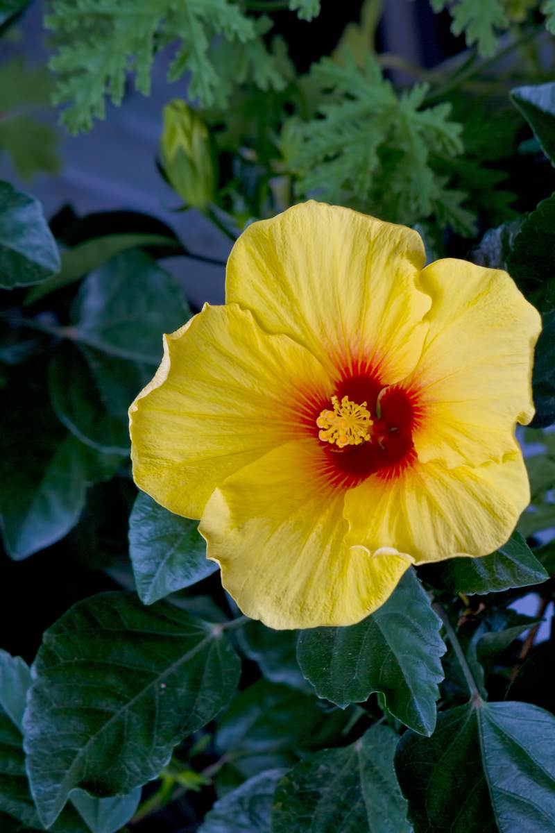 黄色いハイビスカスの花の写真 画像 フリー素材 ぱくたそ