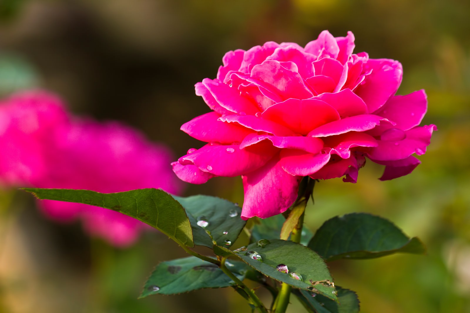 「雨粒とピンクの薔薇 | フリー素材のぱくたそ」の写真