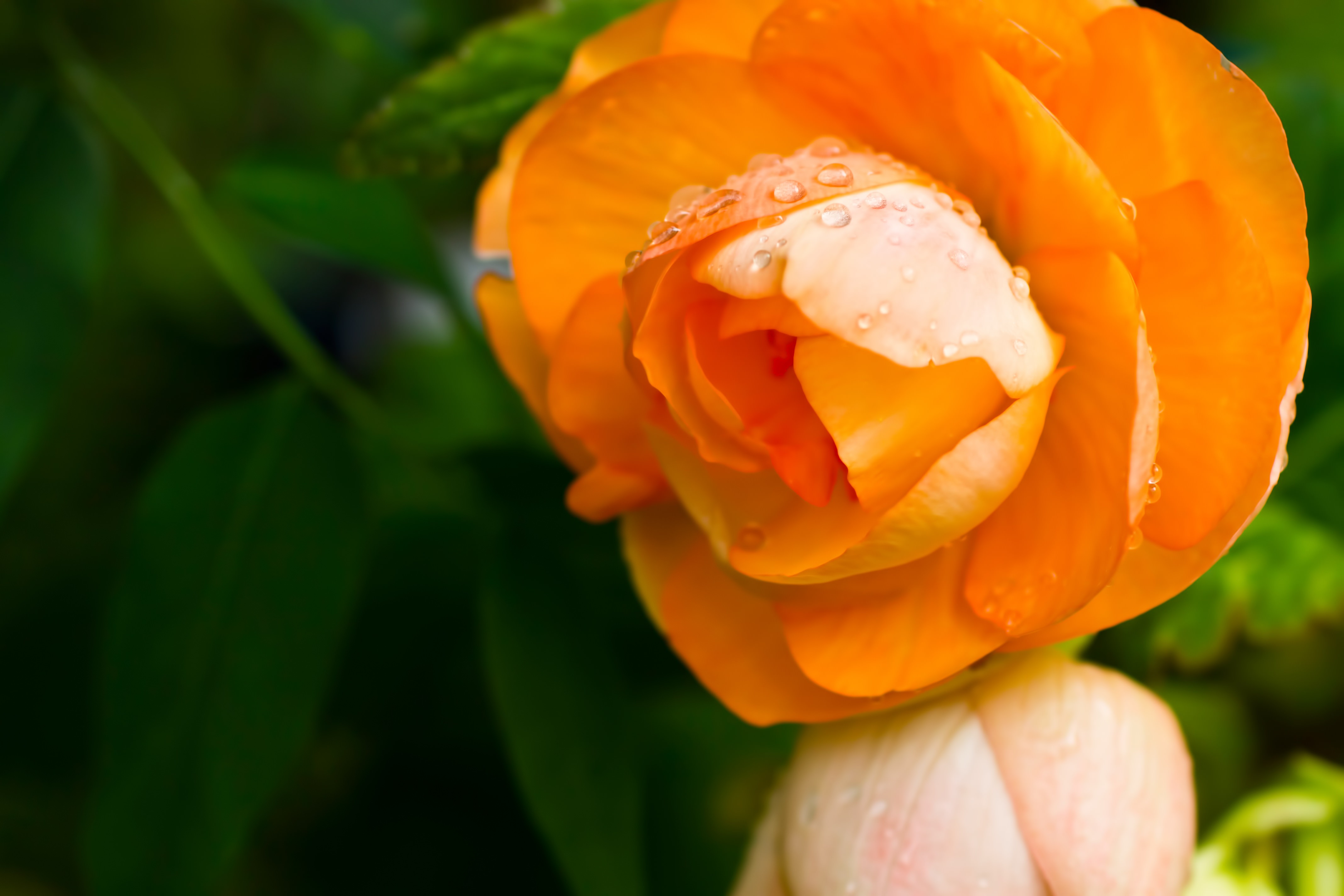 水滴とオレンジの花の写真を無料ダウンロード フリー素材 ぱくたそ