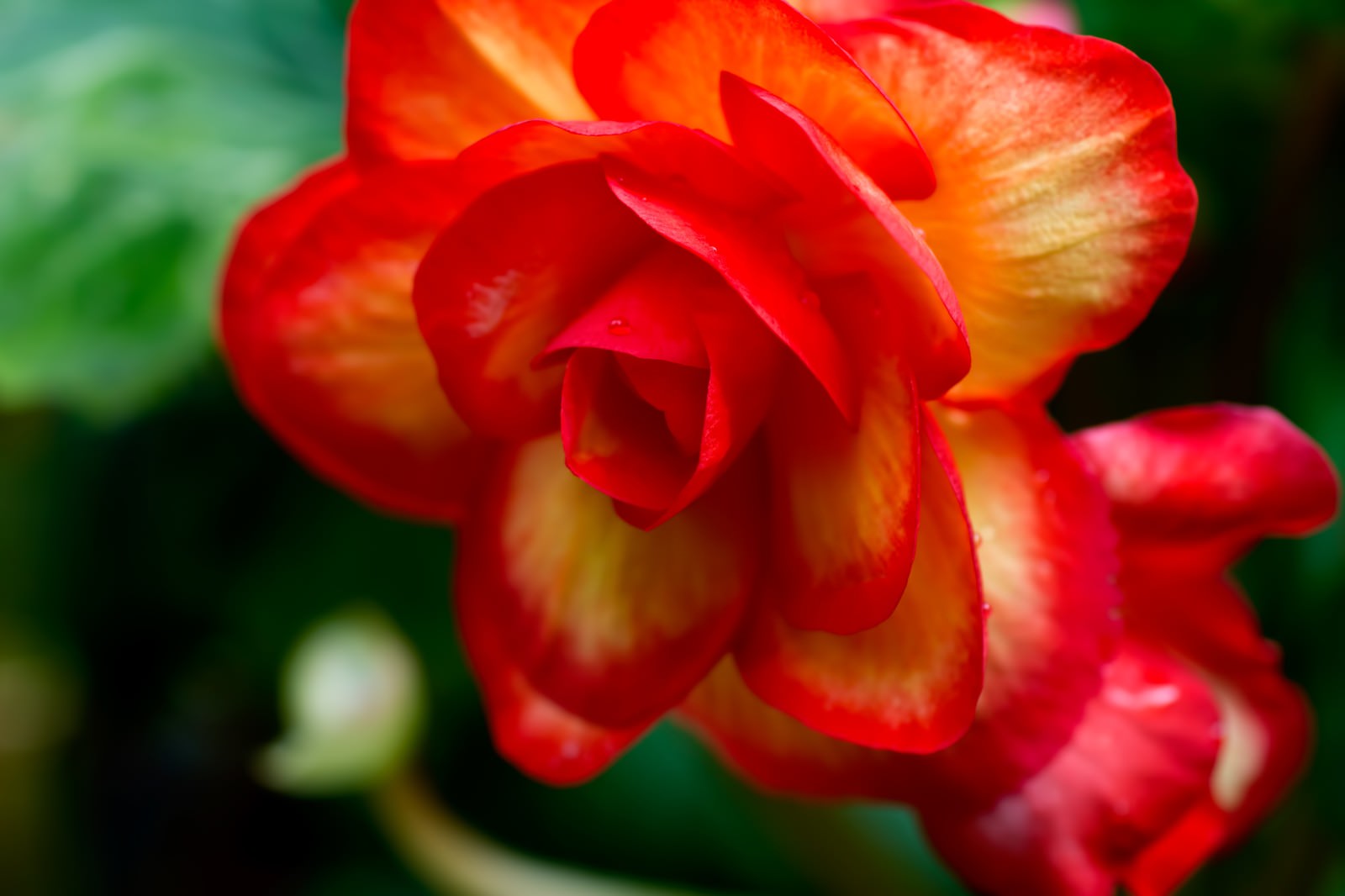 「水滴がついた赤い薔薇」の写真