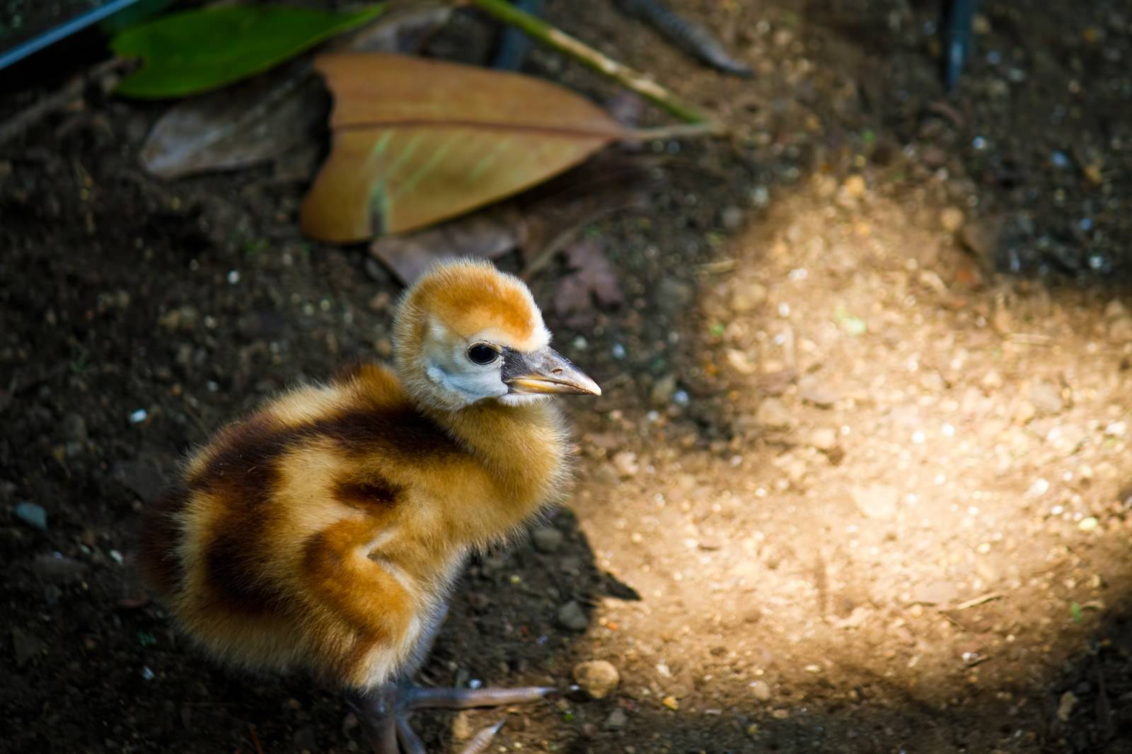 「生まれたばかりの小鳥生まれたばかりの小鳥」のフリー写真素材