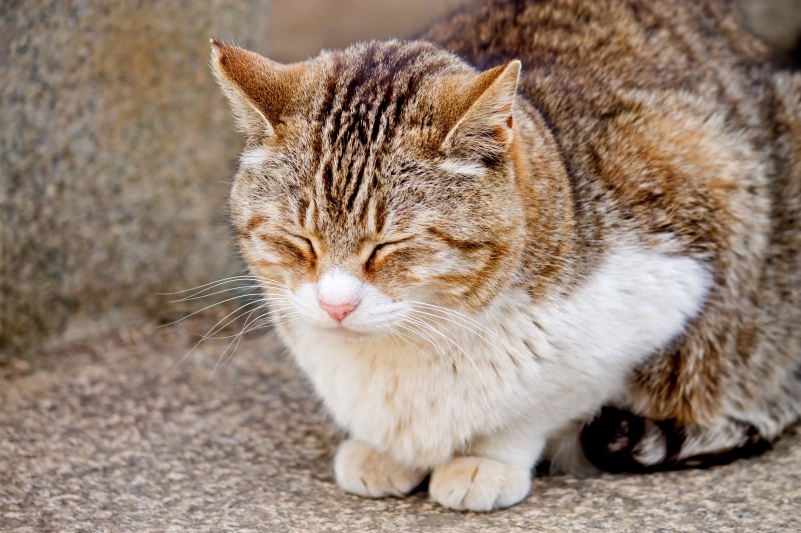 うたたねをする猫の写真素材 ぱくたそ