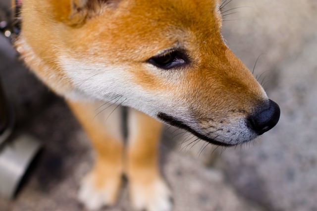 虚ろげな表情のわんこ