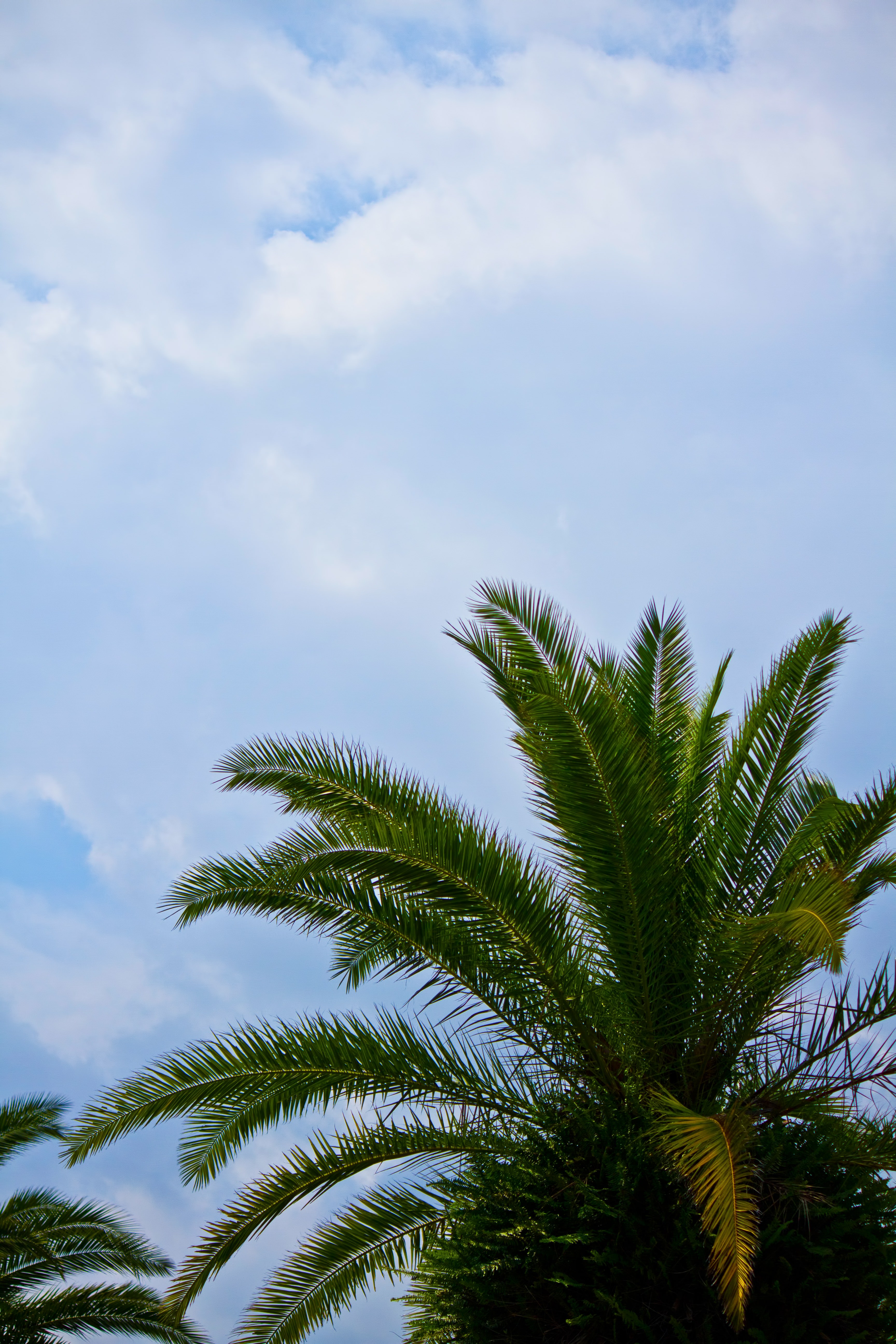 ヤシの木と空の写真素材 ぱくたそ