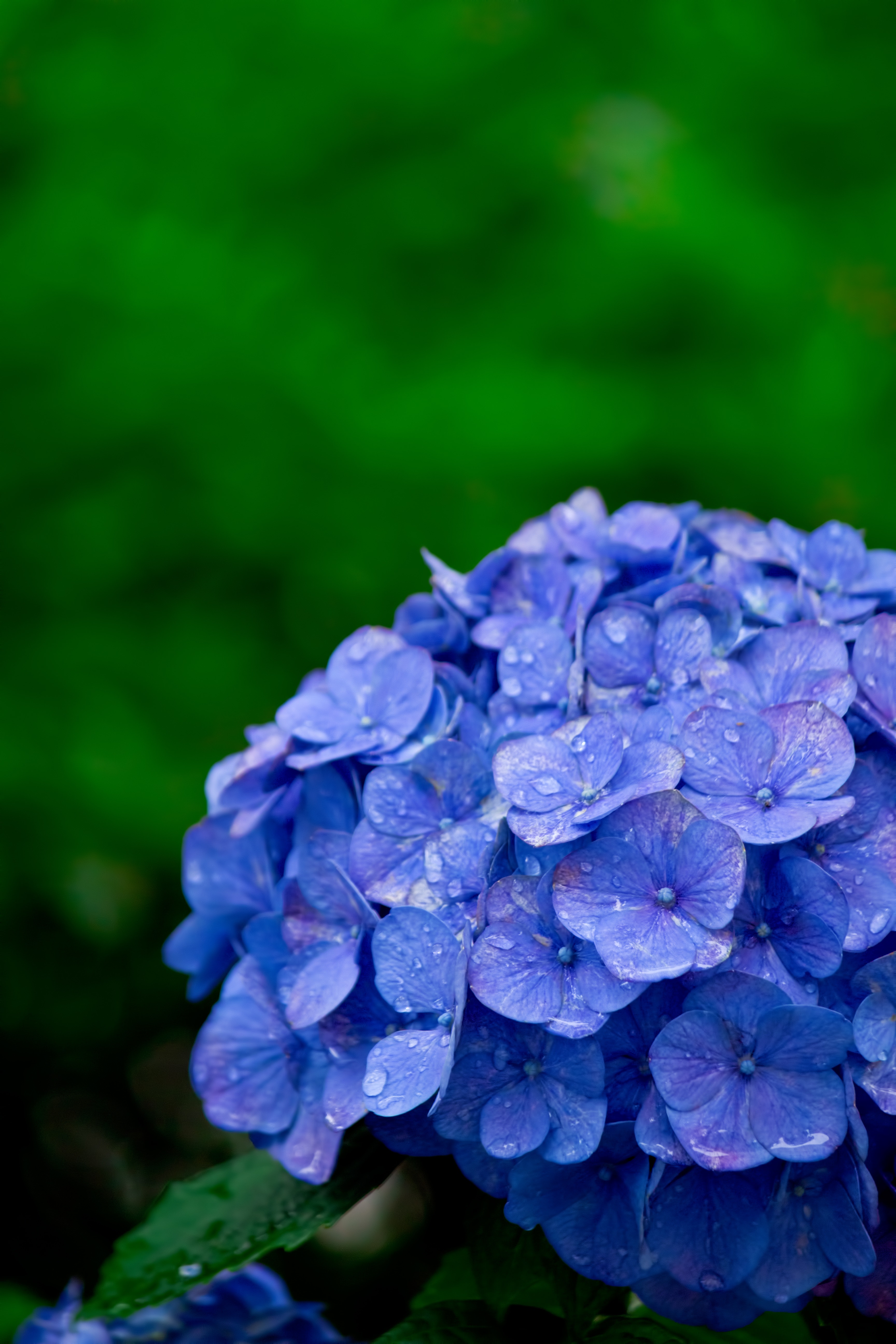 雨 に 濡れ にし 花びら の