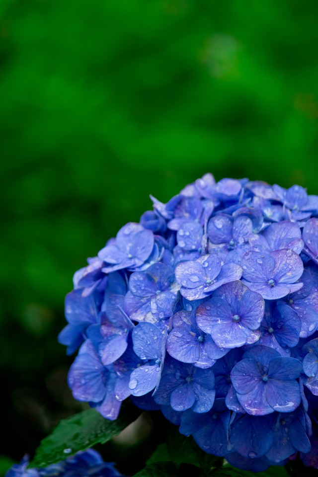 雨に濡れた紫陽花のフリー素材 ぱくたそ