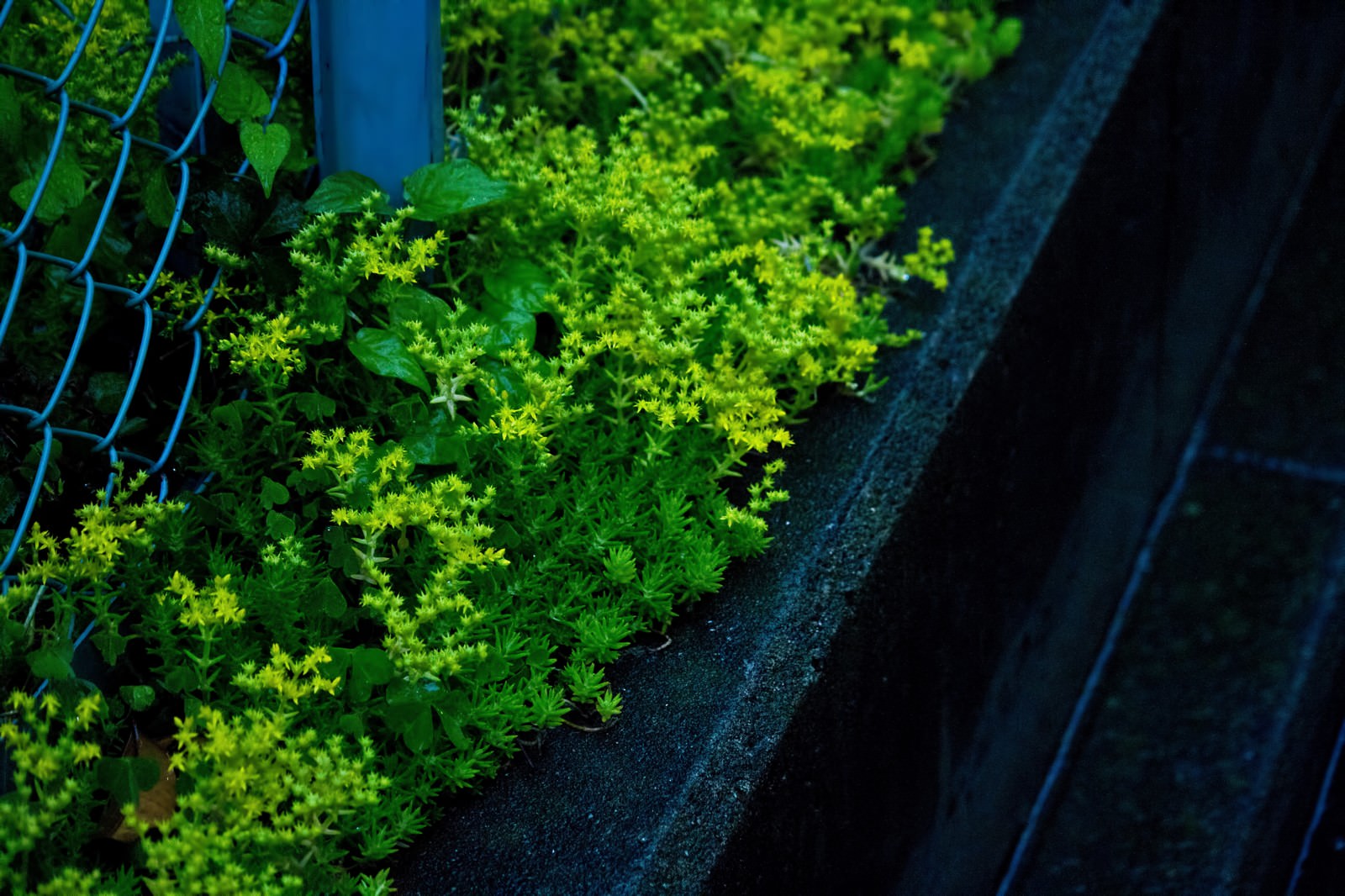 雨に濡れた路肩の雑草の写真 画像 を無料ダウンロード フリー素材のぱくたそ