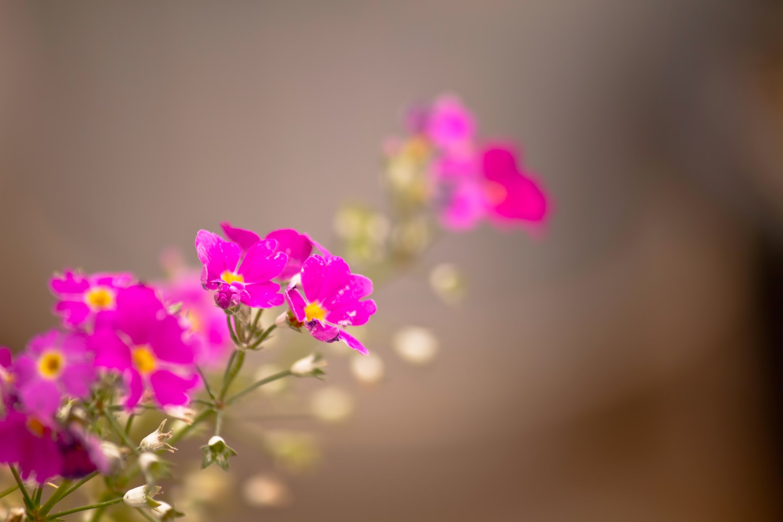 ピンク色の小さな花の写真 画像 フリー素材 ぱくたそ