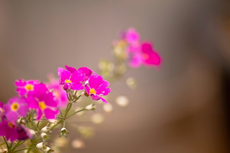 ピンク色の小さな花の写真を無料ダウンロード フリー素材 ぱくたそ ピンク色の小さな花の写真を無料ダウンロード フリー素材 ぱくたそ
