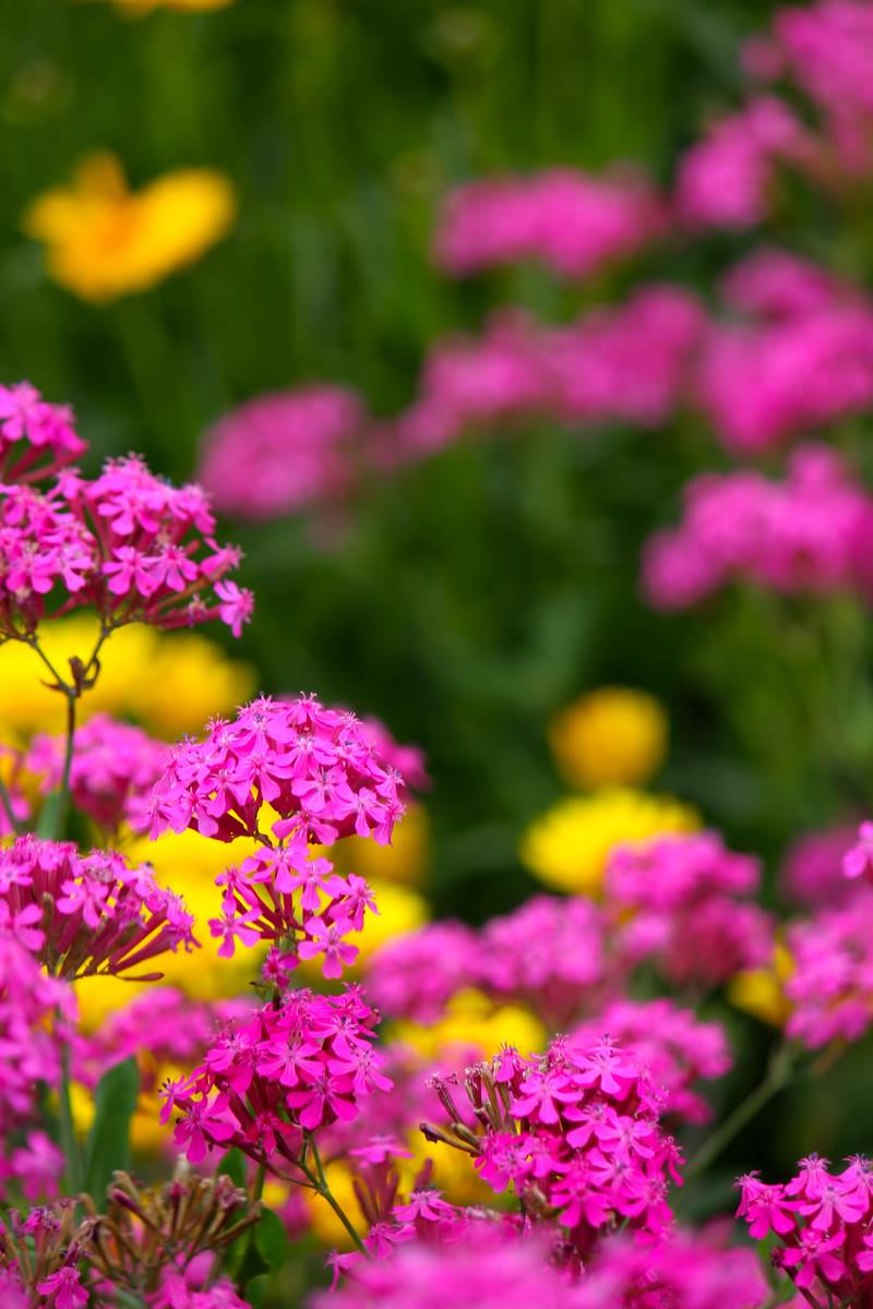 ピンクの小さな花の写真 画像 フリー素材 ぱくたそ