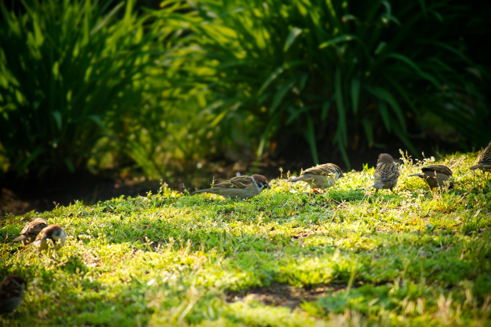 「公園のすずめ達」の写真