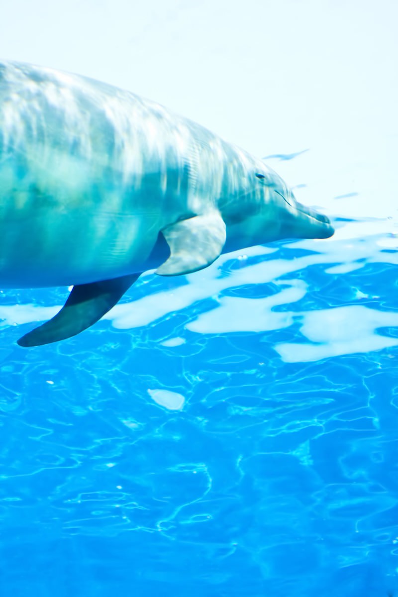 水族館のイルカ 無料の写真素材はフリー素材のぱくたそ