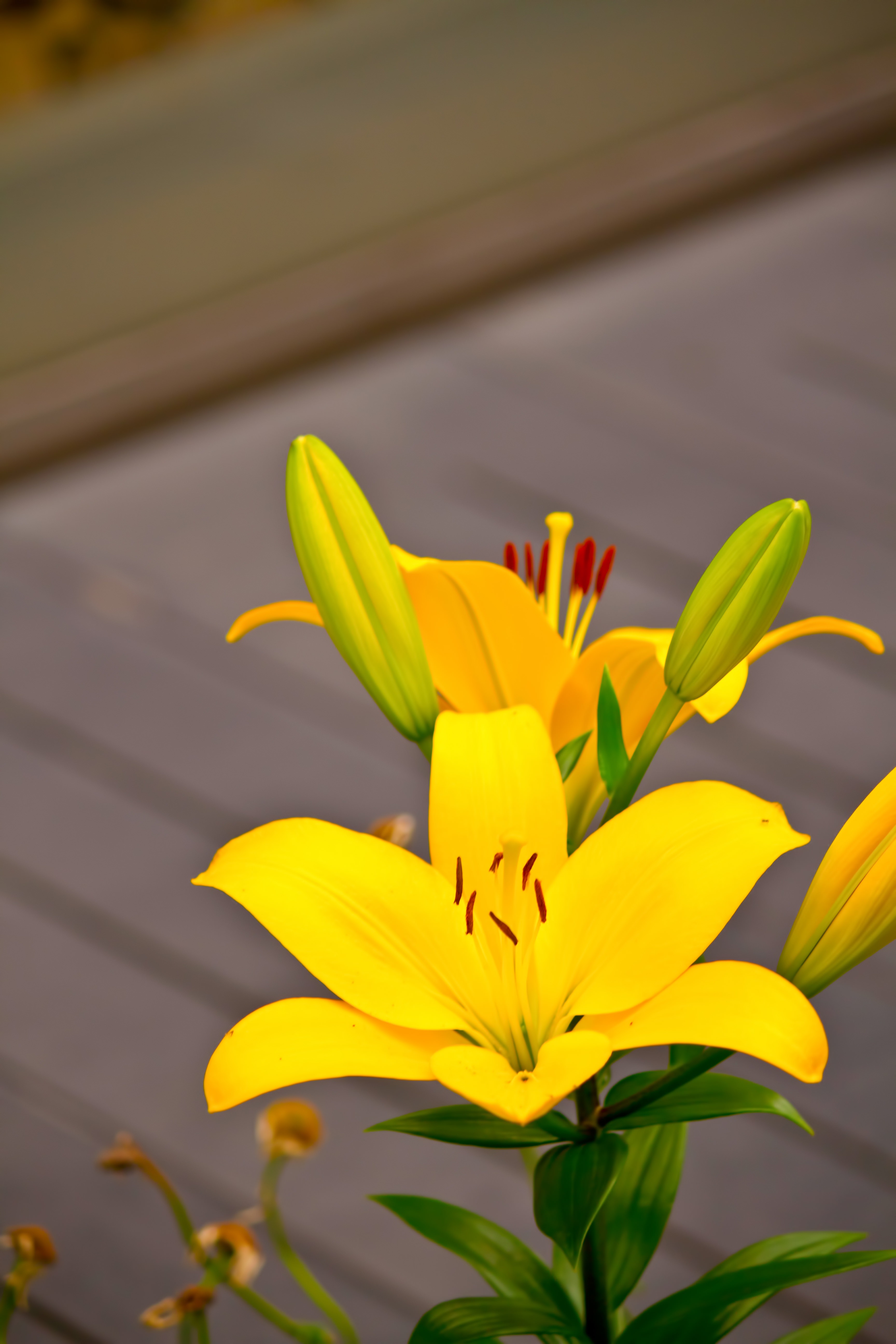 黄色い百合の花の写真素材 ぱくたそ