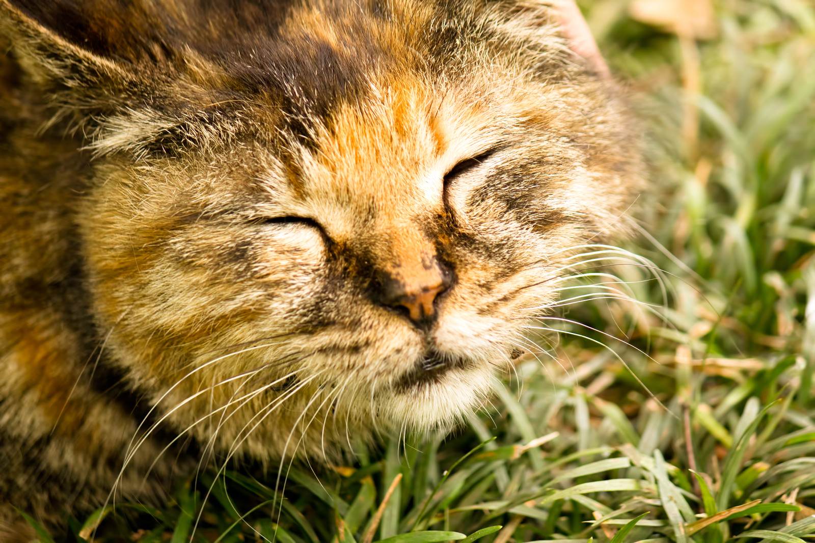 気持ちよさげな猫の写真を無料ダウンロード フリー素材 ぱくたそ 気持ちよさげな猫の写真を無料ダウンロード フリー素材 ぱくたそ