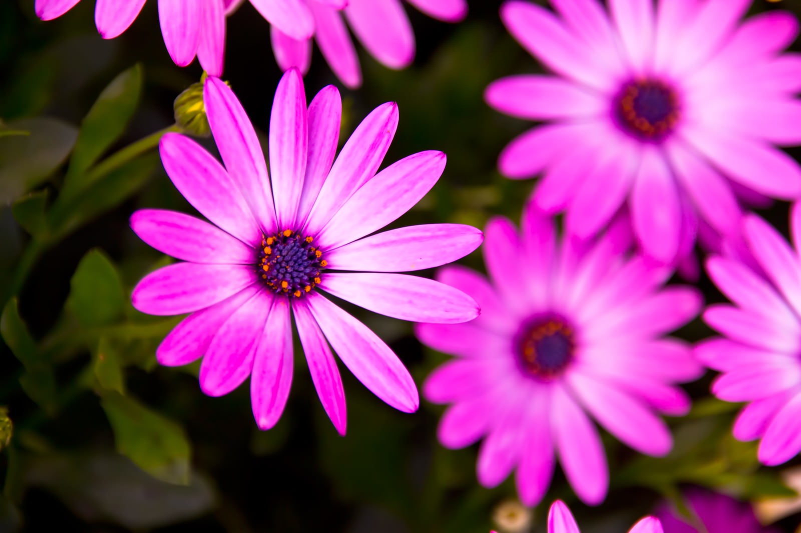 紫色の花の写真素材 ぱくたそ