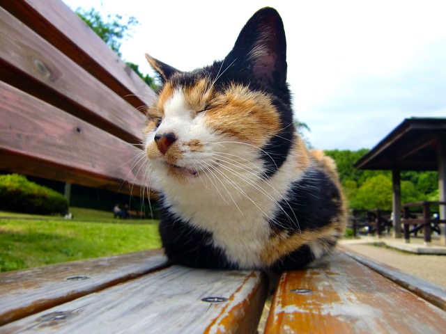 ベンチに座る猫（ブチ）