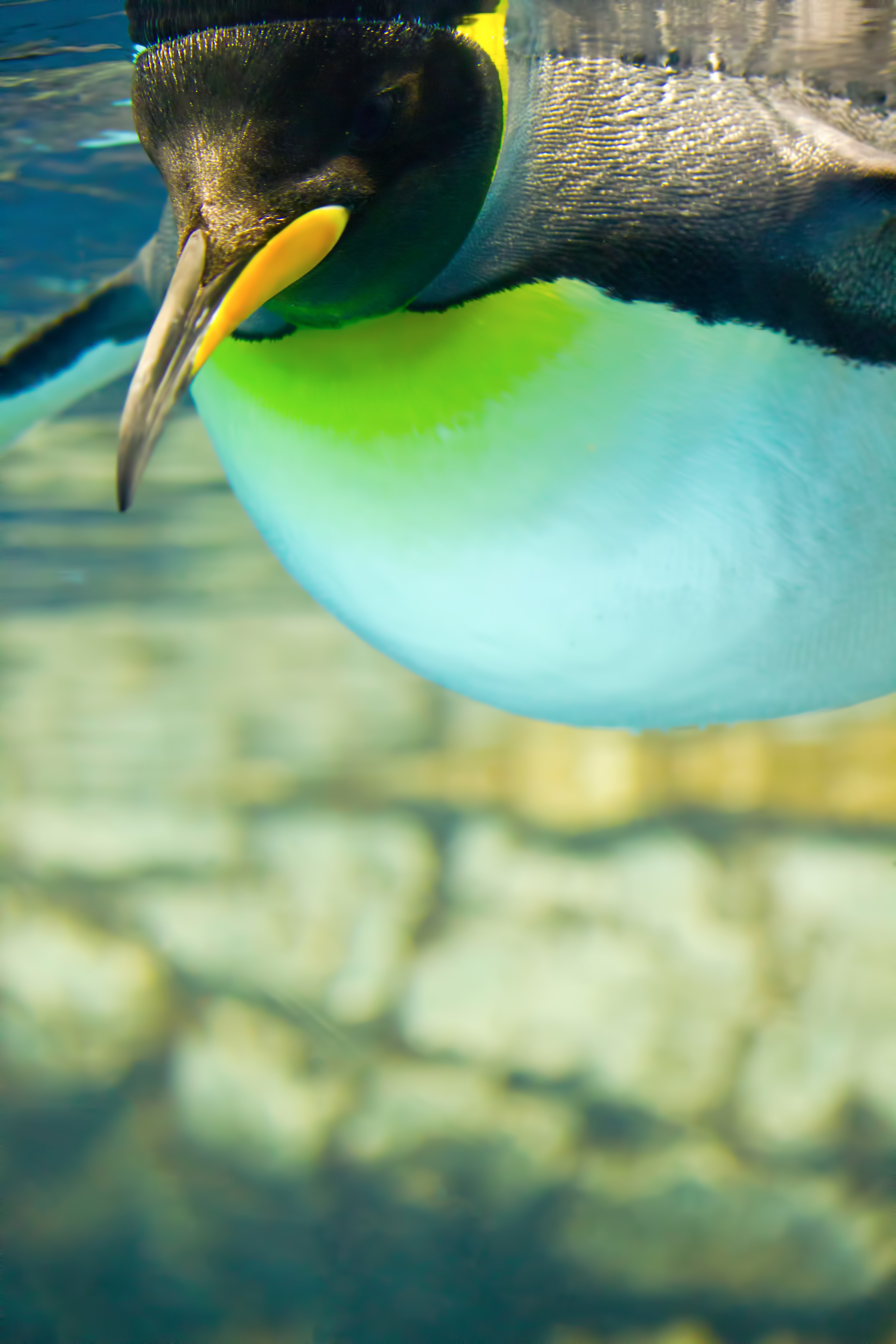 水族館のペンギンの写真を無料ダウンロード フリー素材 ぱくたそ