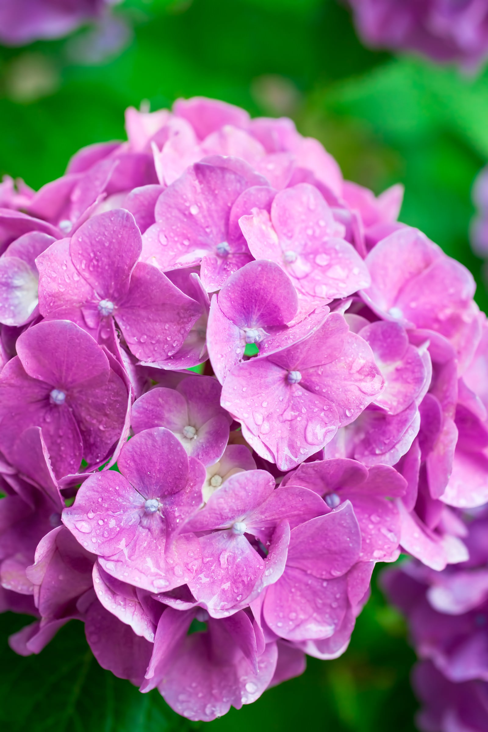 濡れたピンクの紫陽花の写真素材 ぱくたそ