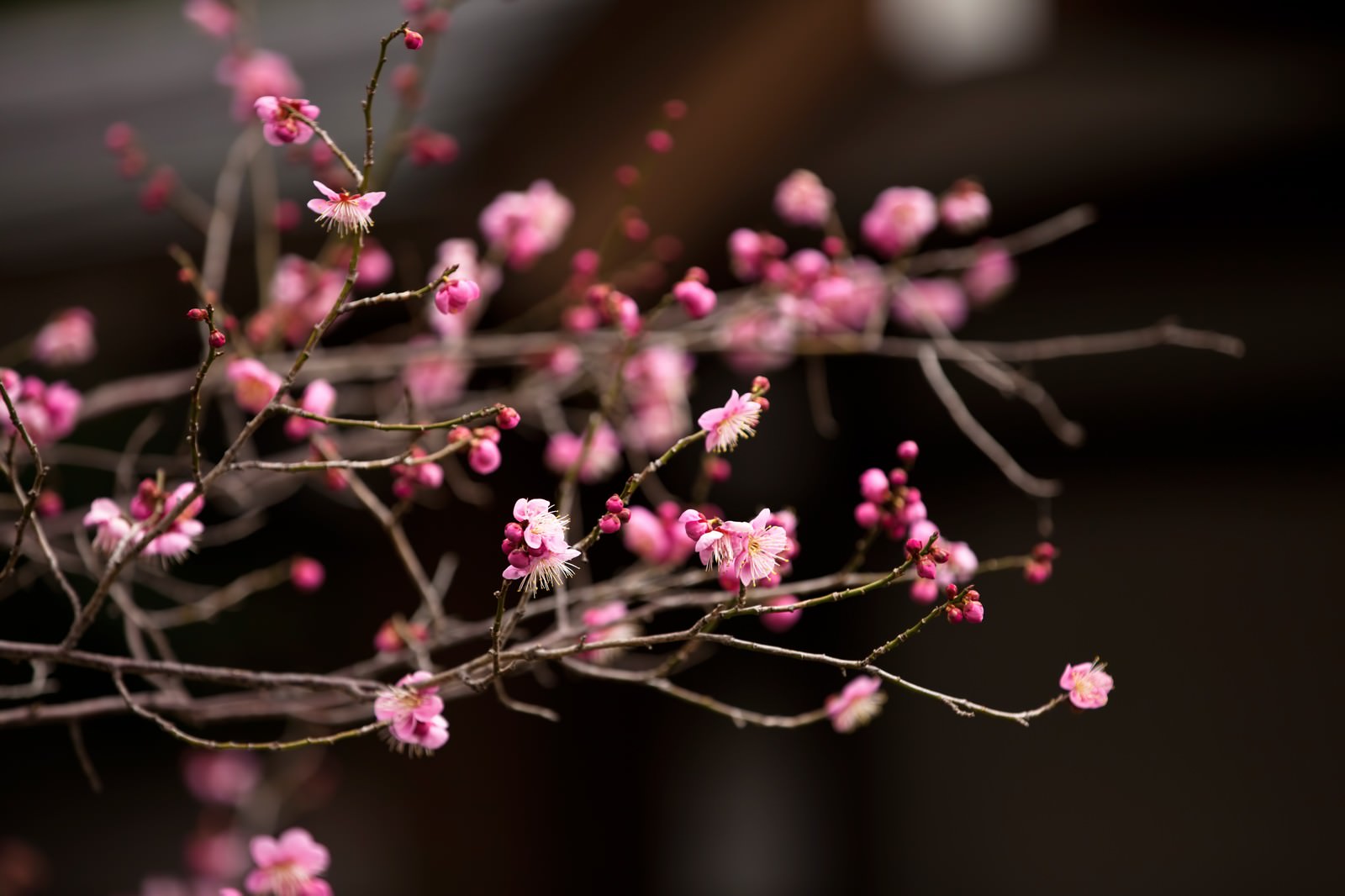 ピンク色の梅の花の写真 画像 を無料ダウンロード フリー素材のぱくたそ