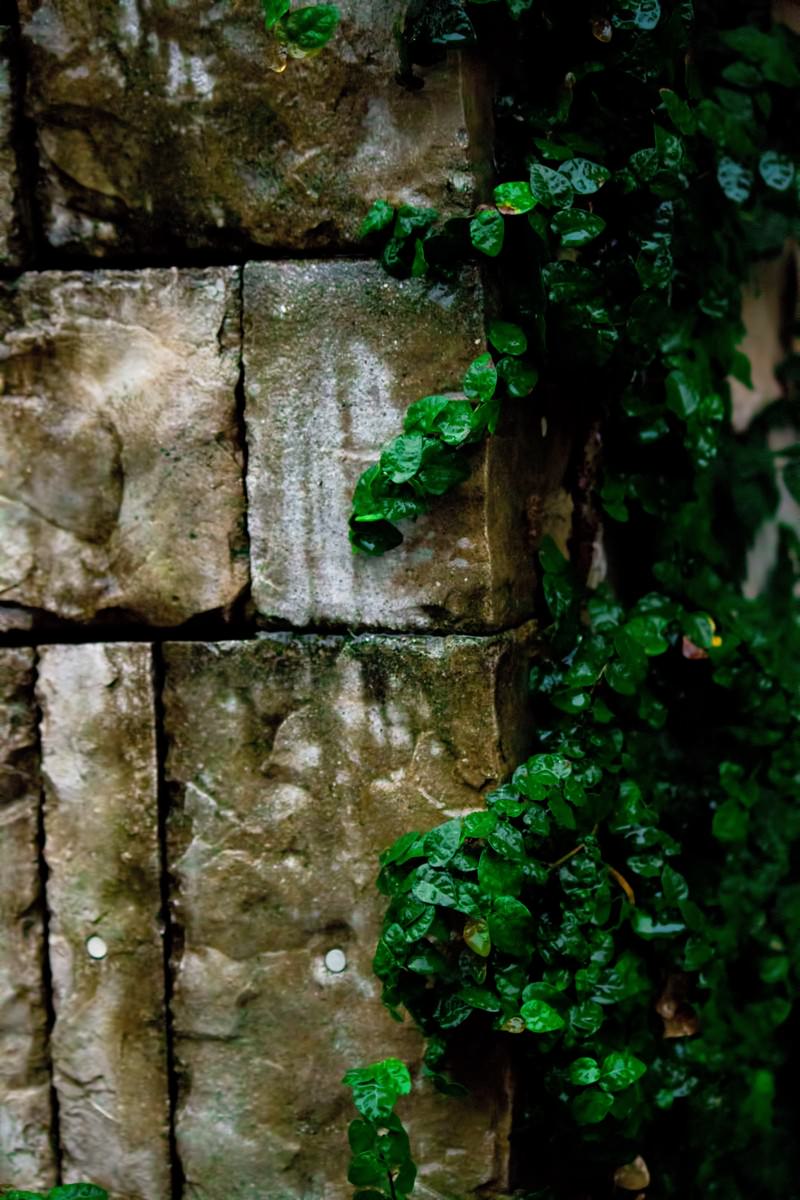 壁を這うツタ 雨 の写真 画像 を無料ダウンロード フリー素材のぱくたそ