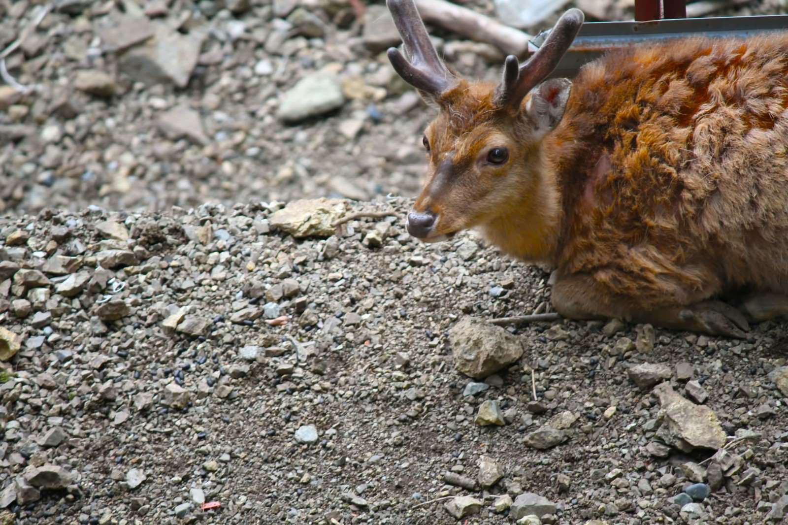 「寂しげな顔の鹿」の写真