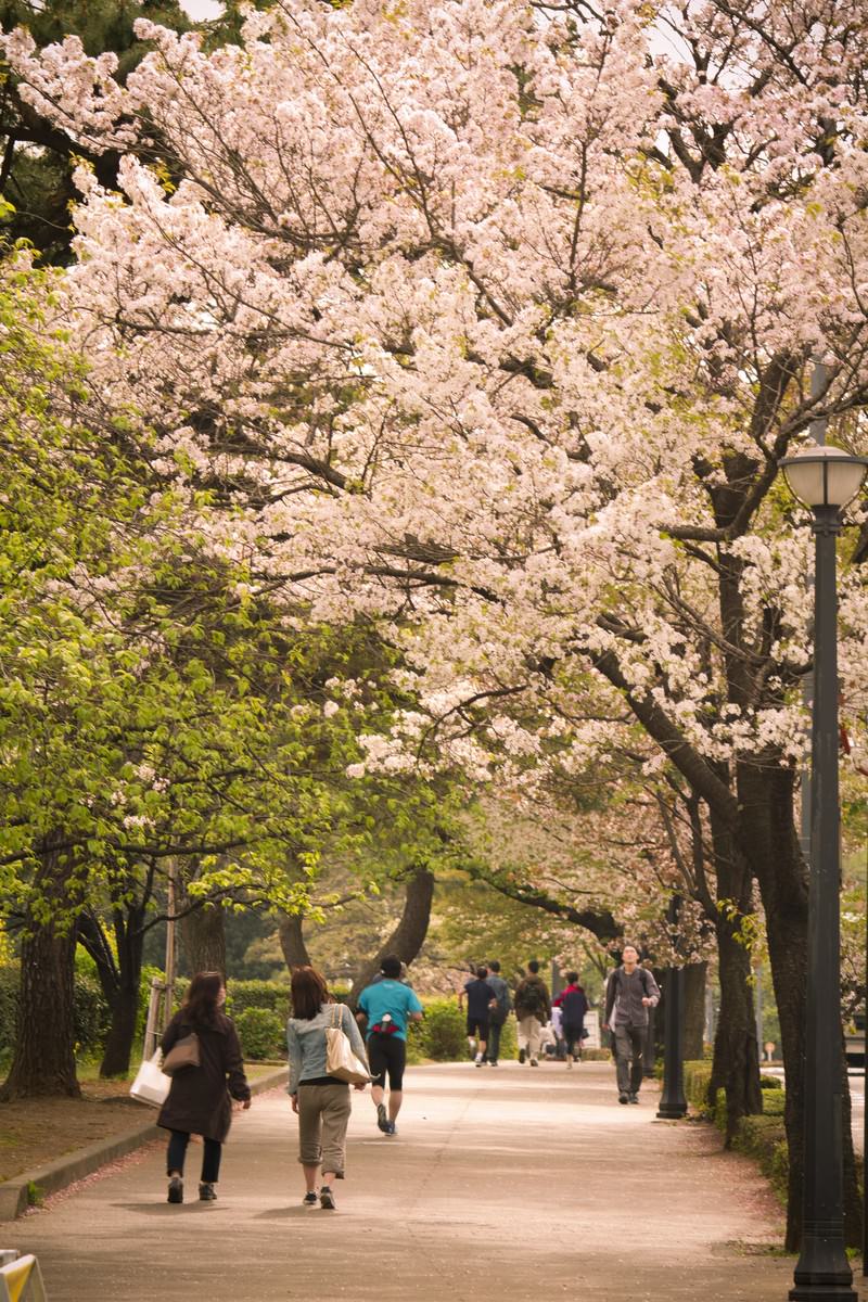 「皇居の桜並木 | フリー素材のぱくたそ」の写真