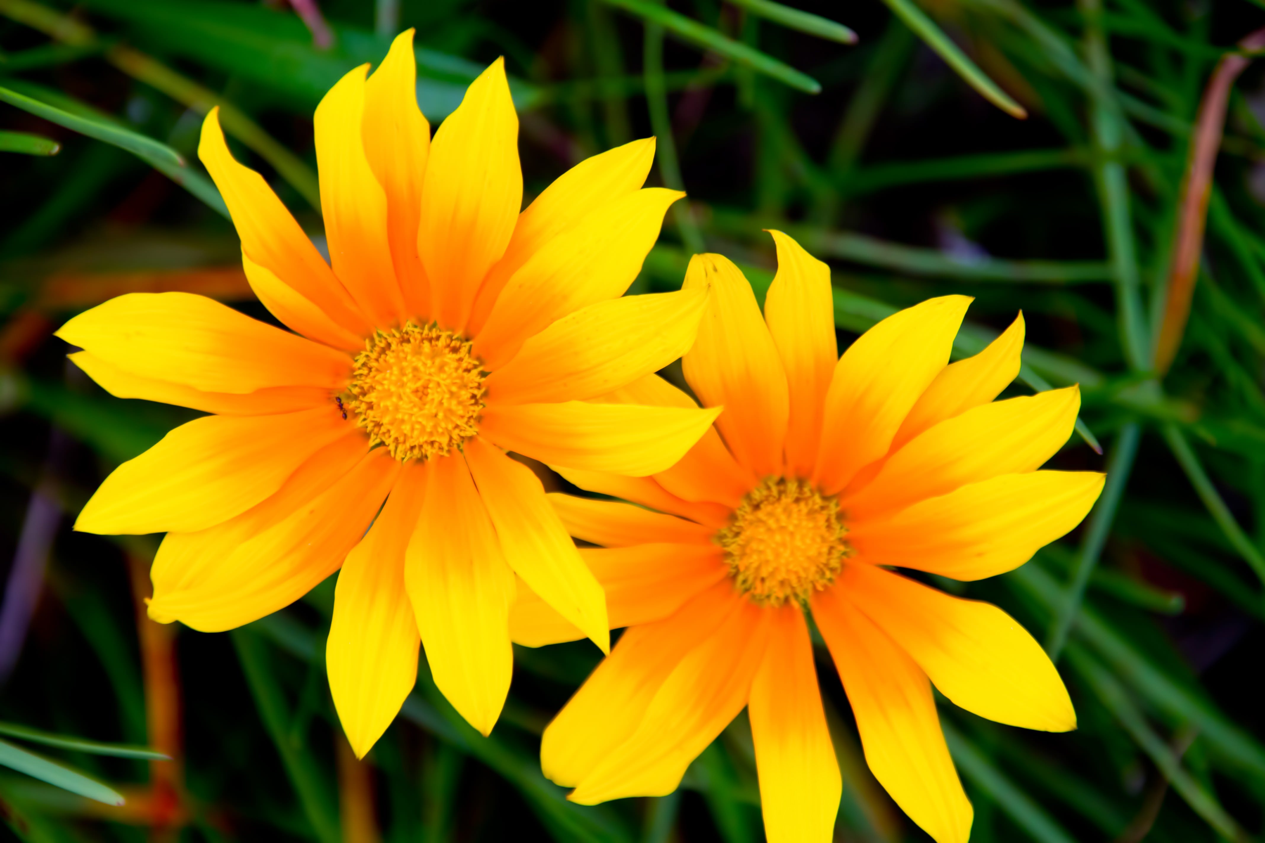 太陽の黄色い花の写真を無料ダウンロード フリー素材 ぱくたそ
